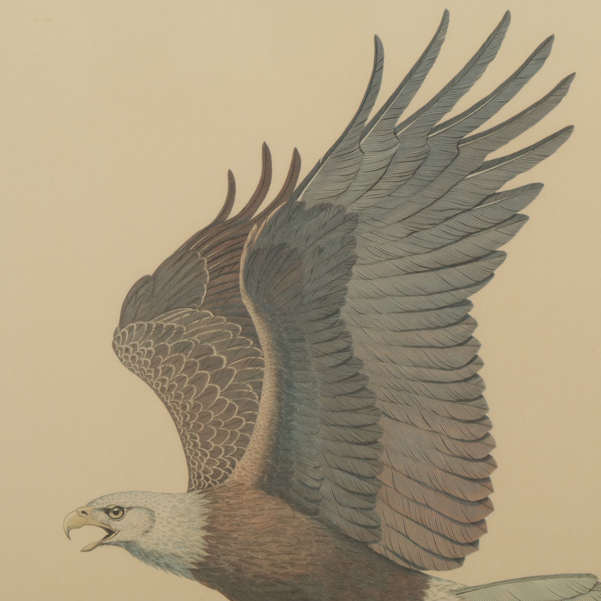 Albert Gilbert "The American Bald Eagle" Engraving with Color Offset Lithography