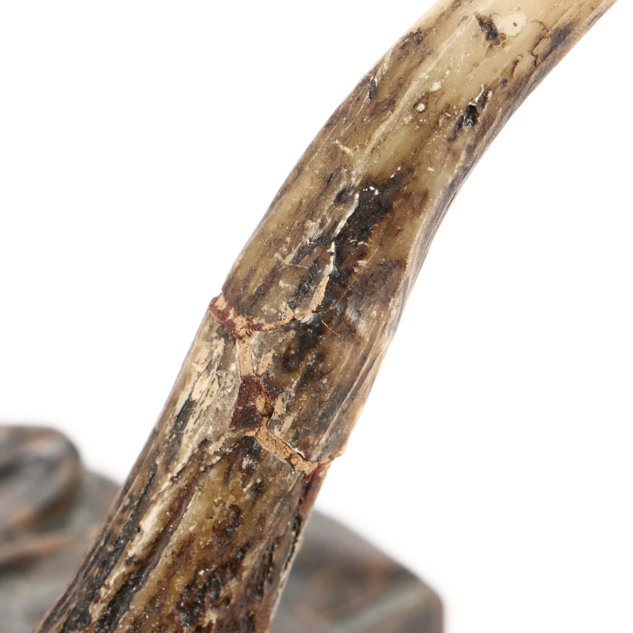 Papier-Mâché French Print Stag Head with Antler Wall Coat and Hat Rack