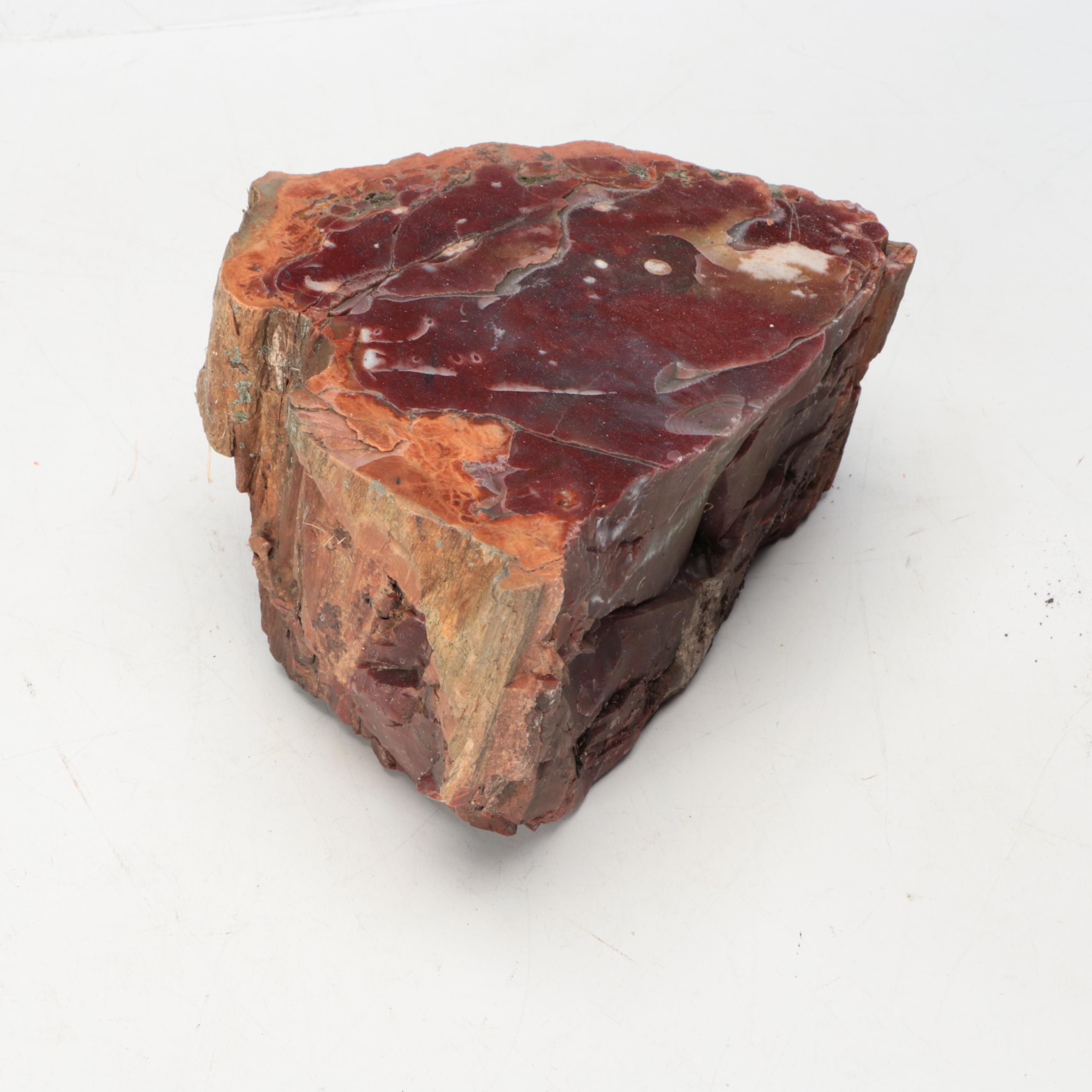 Petrified Wood Specimens