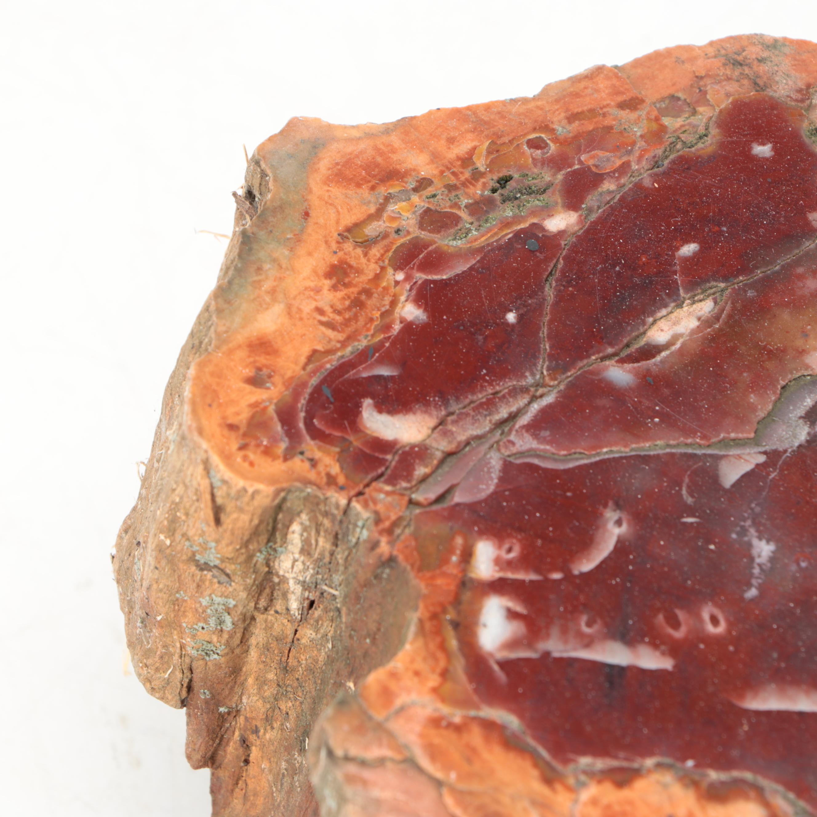 Petrified Wood Specimens