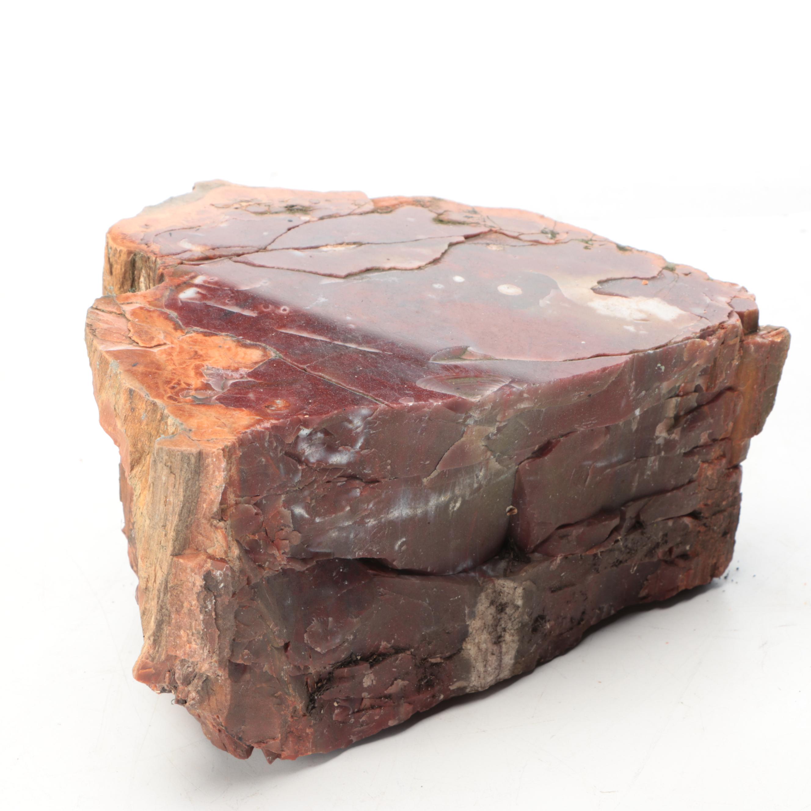 Petrified Wood Specimens