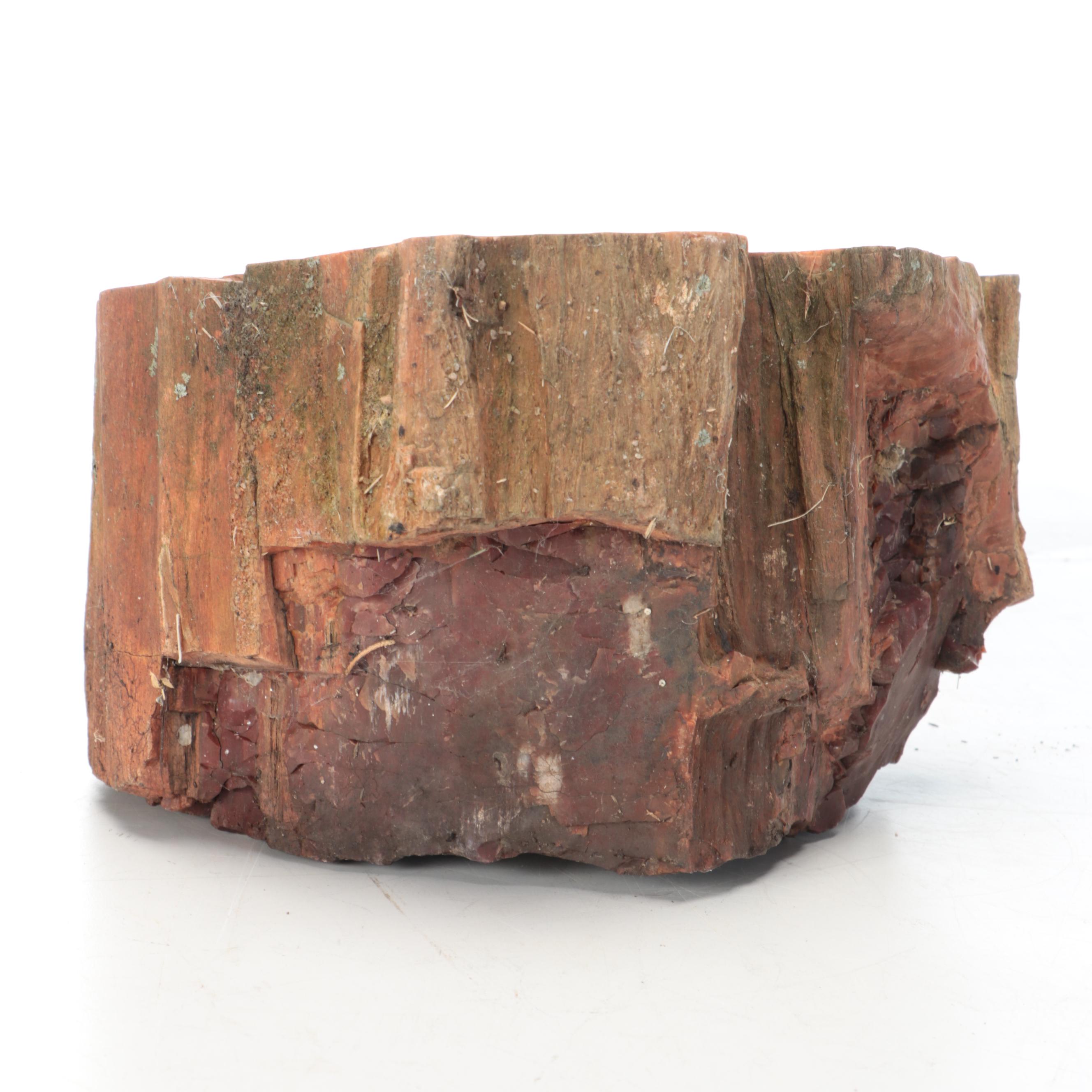 Petrified Wood Specimens