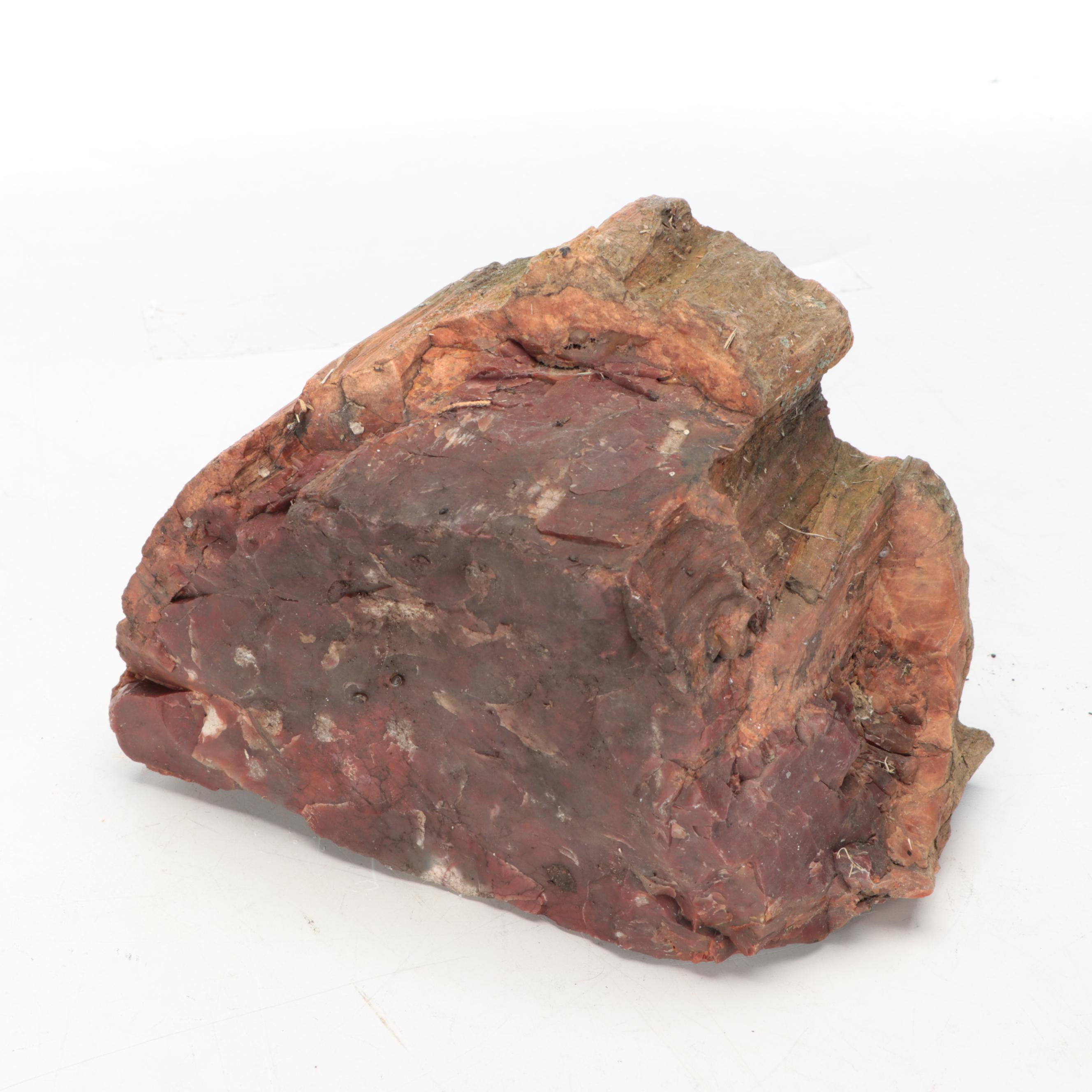 Petrified Wood Specimens