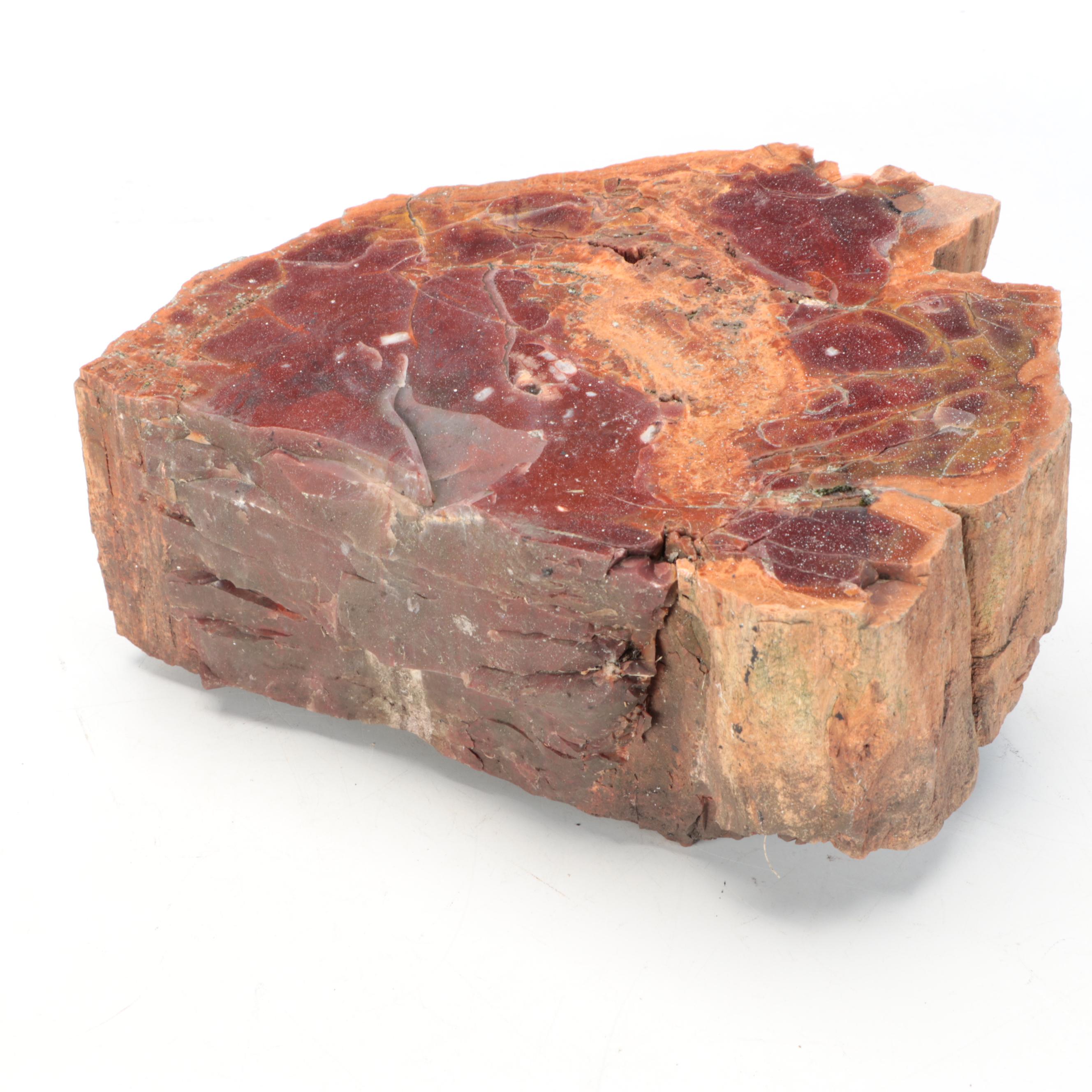 Petrified Wood Specimens