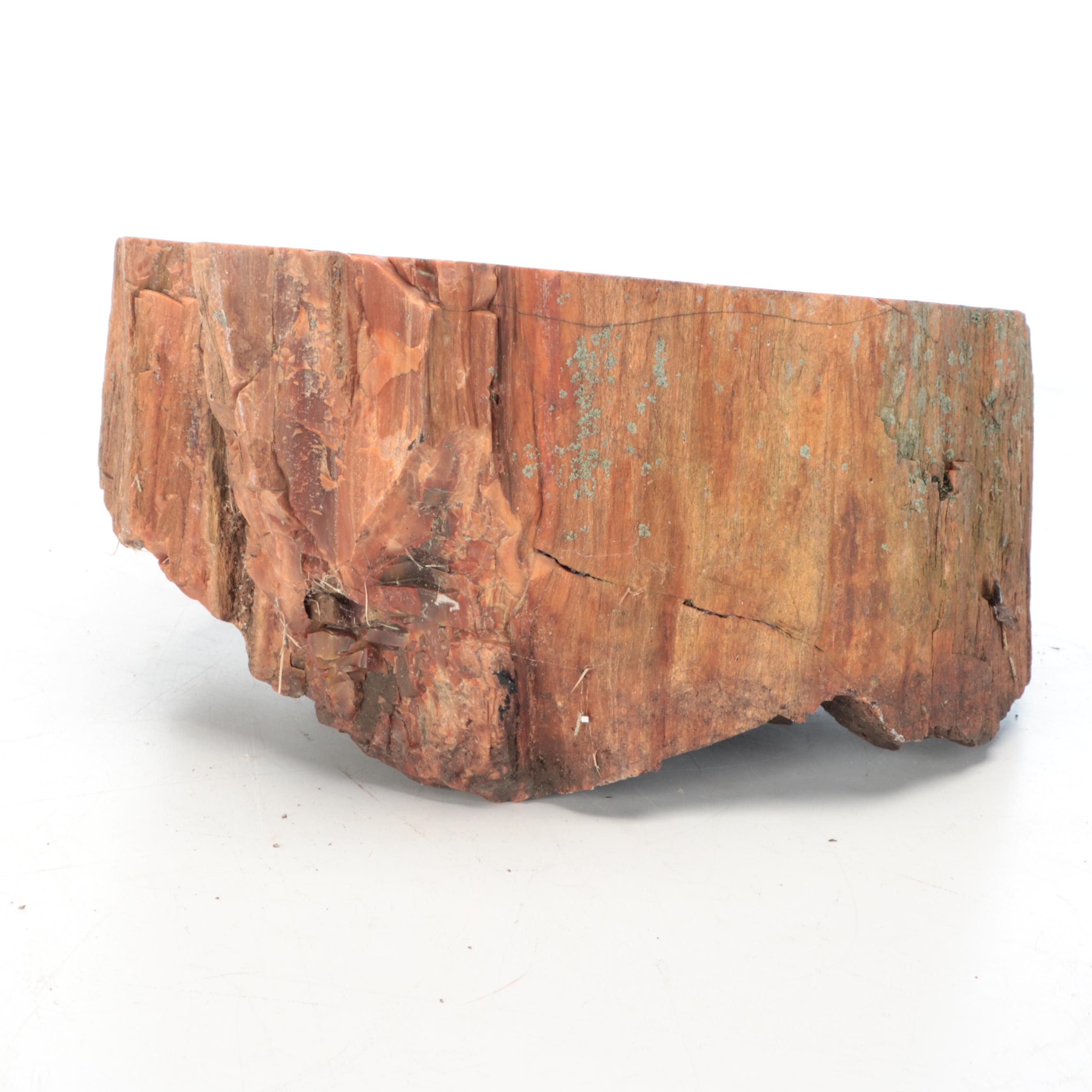 Petrified Wood Specimens