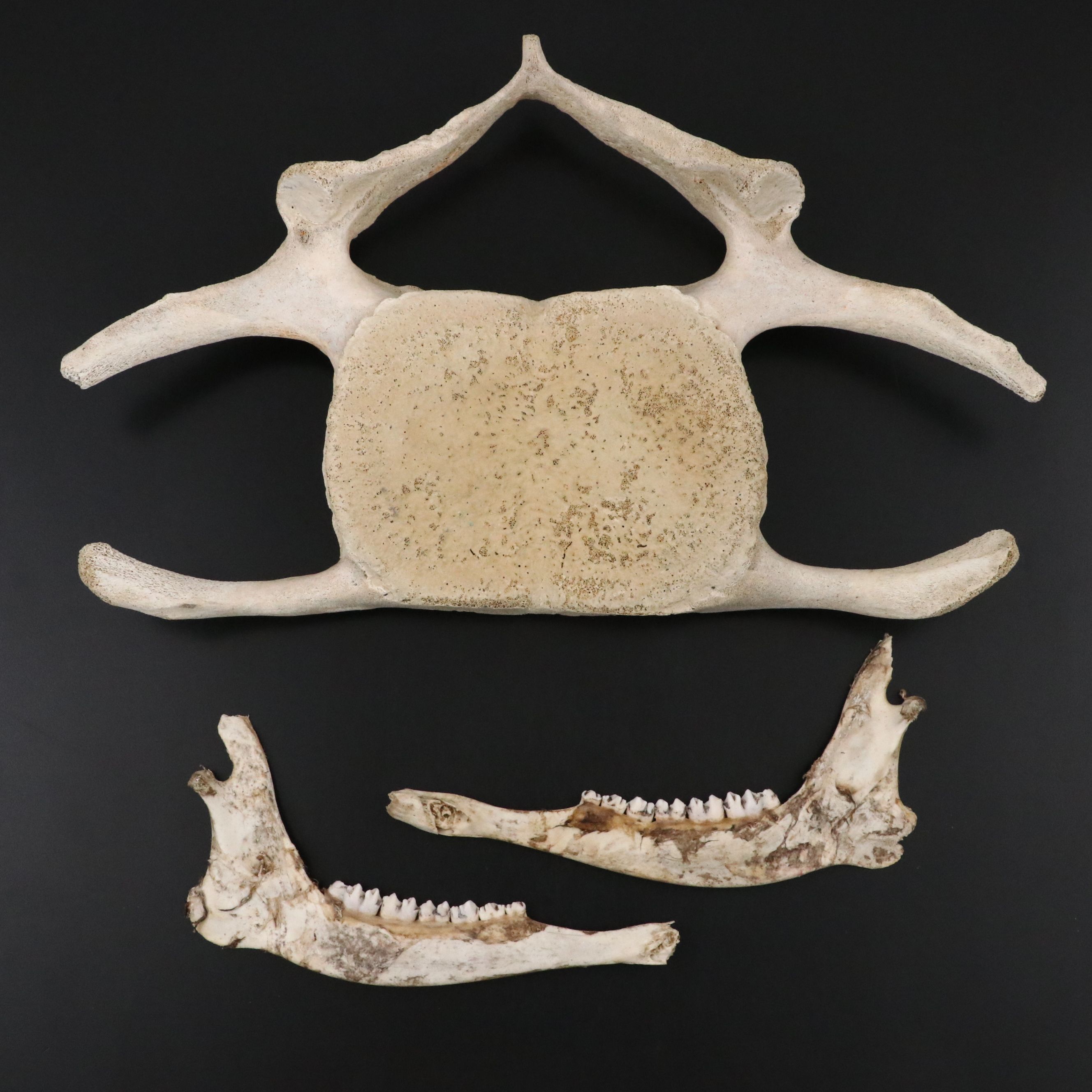 Fossil Marine Mammal Vertebra Slice, Possibly Cervical, & Pair of Deer Mandibles