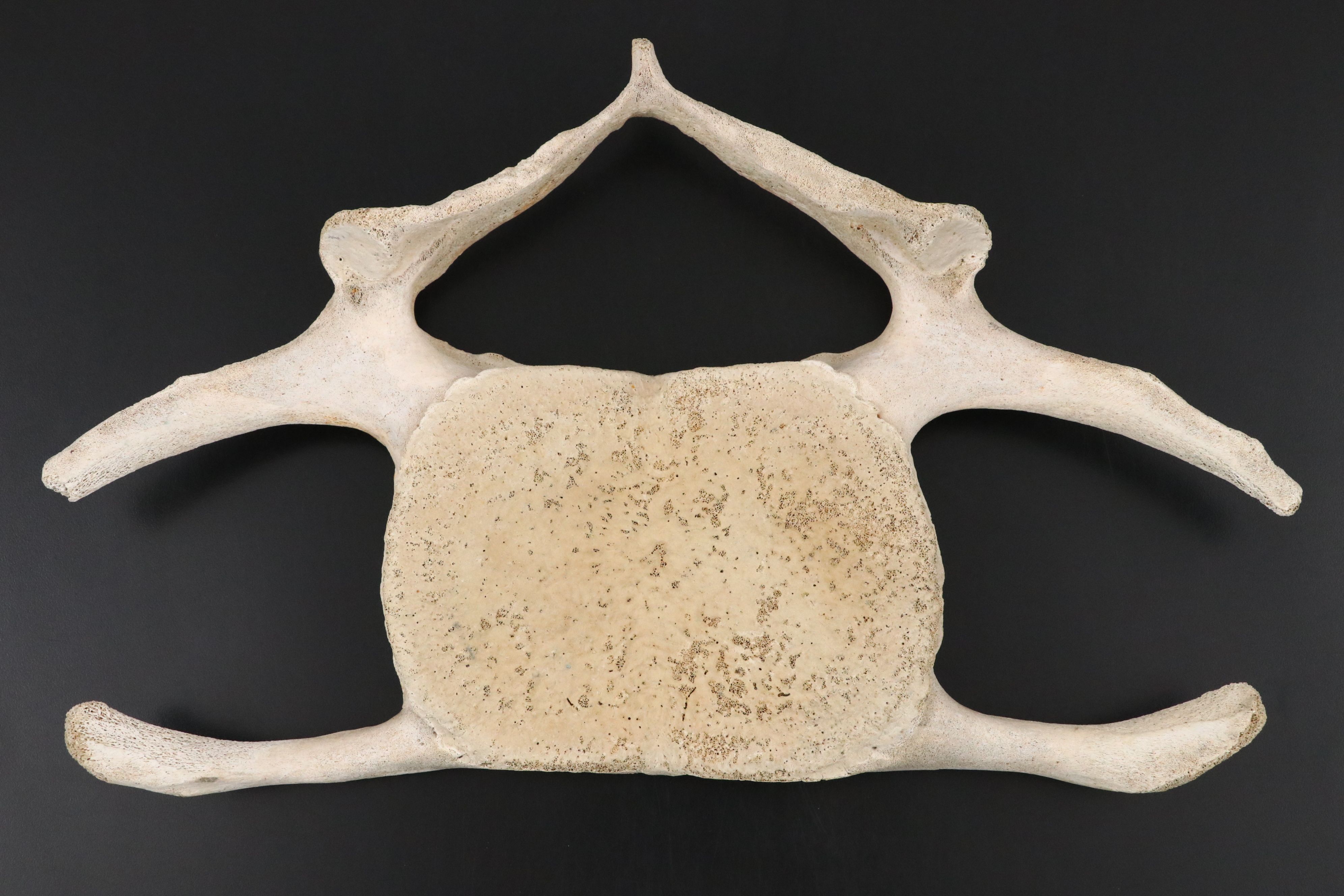 Fossil Marine Mammal Vertebra Slice, Possibly Cervical, & Pair of Deer Mandibles