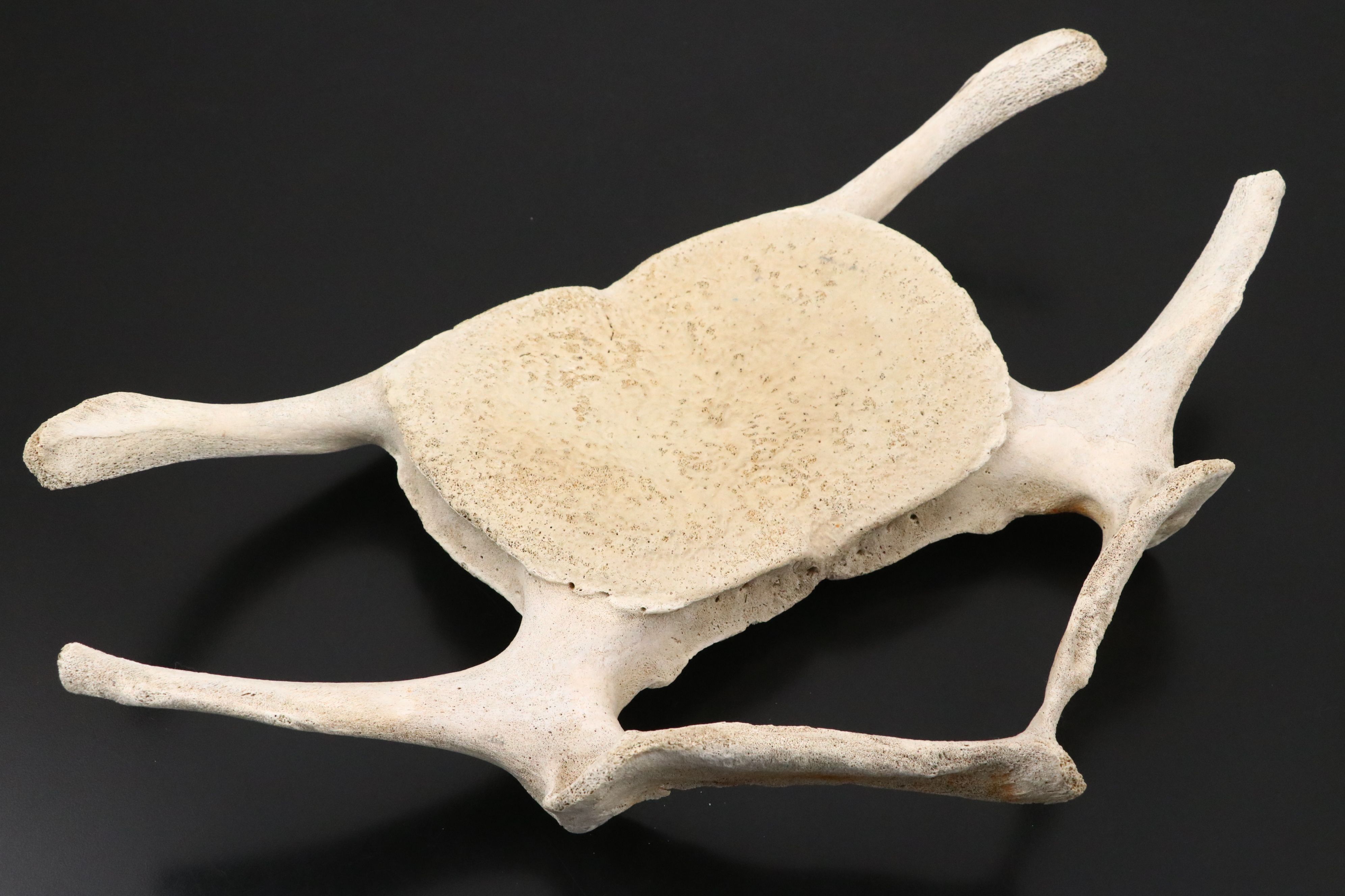 Fossil Marine Mammal Vertebra Slice, Possibly Cervical, & Pair of Deer Mandibles