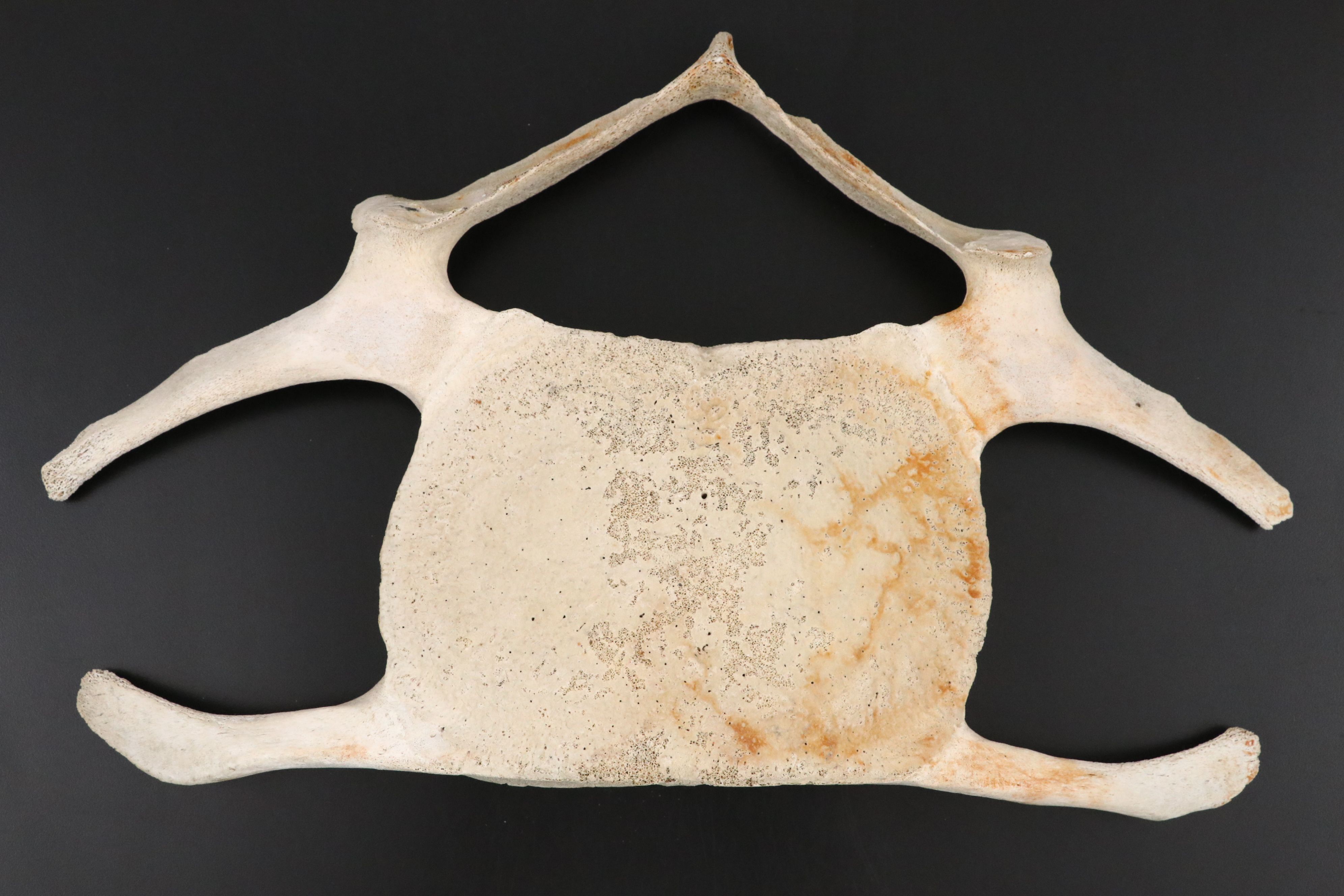 Fossil Marine Mammal Vertebra Slice, Possibly Cervical, & Pair of Deer Mandibles