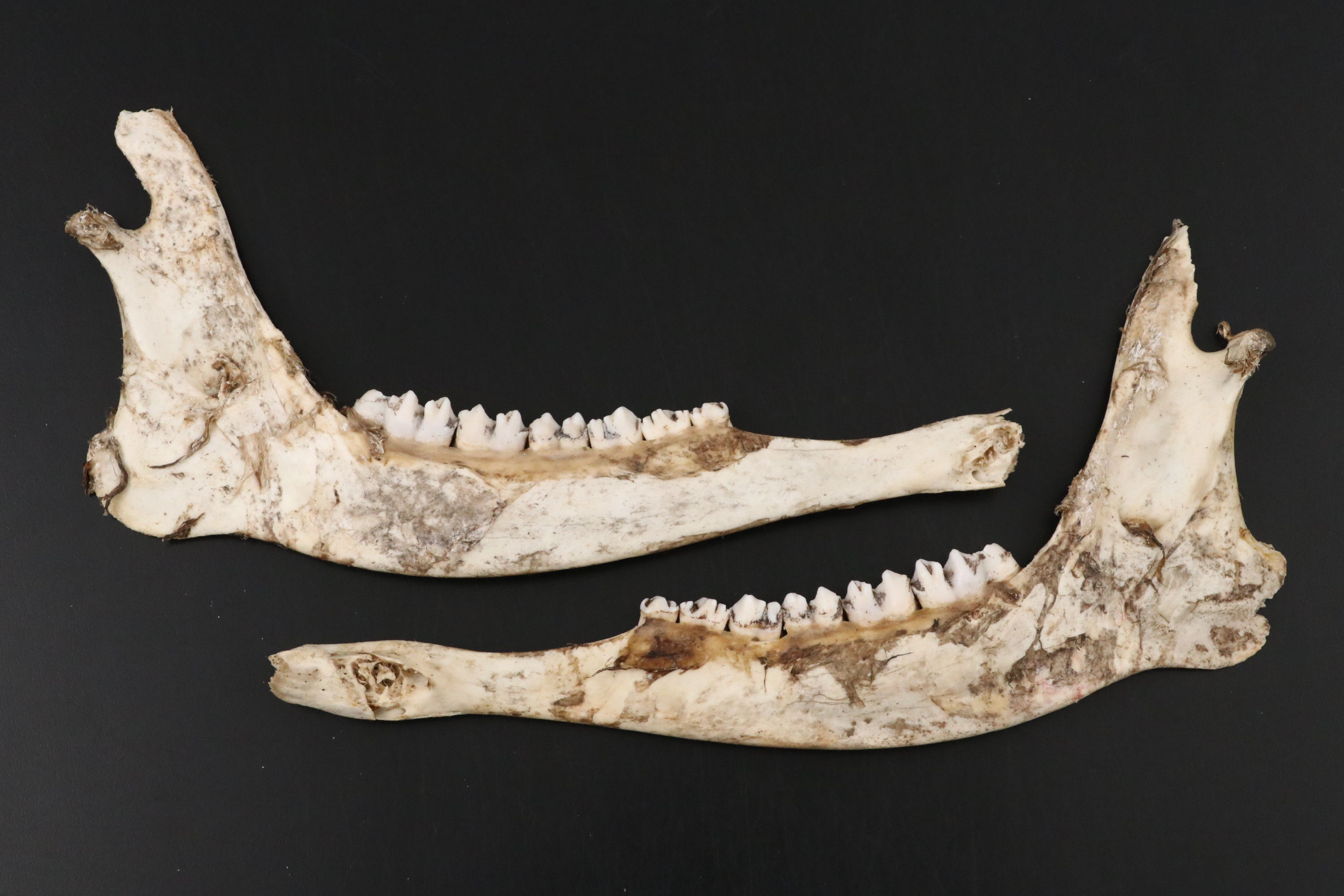 Fossil Marine Mammal Vertebra Slice, Possibly Cervical, & Pair of Deer Mandibles