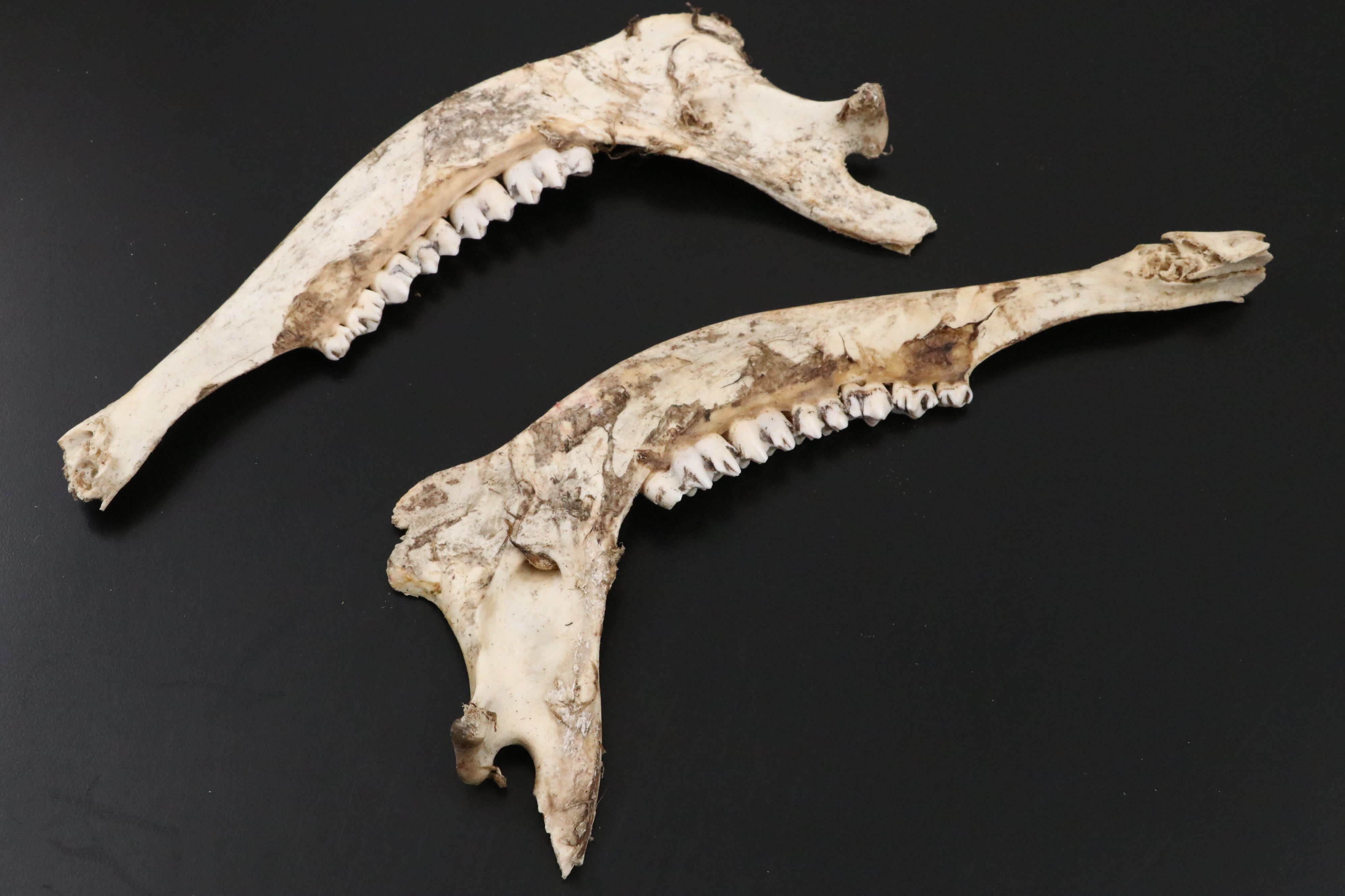 Fossil Marine Mammal Vertebra Slice, Possibly Cervical, & Pair of Deer Mandibles
