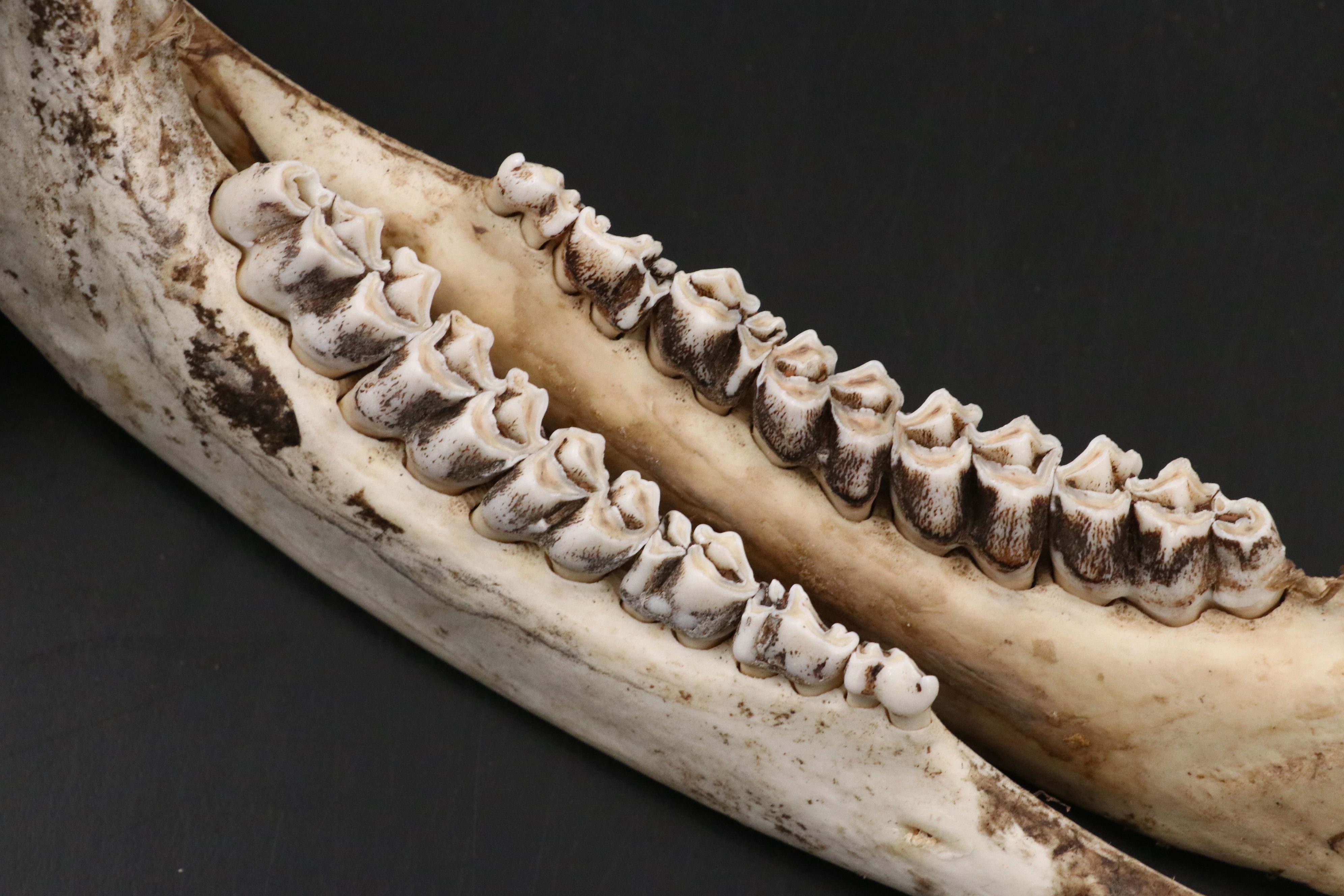 Fossil Marine Mammal Vertebra Slice, Possibly Cervical, & Pair of Deer Mandibles