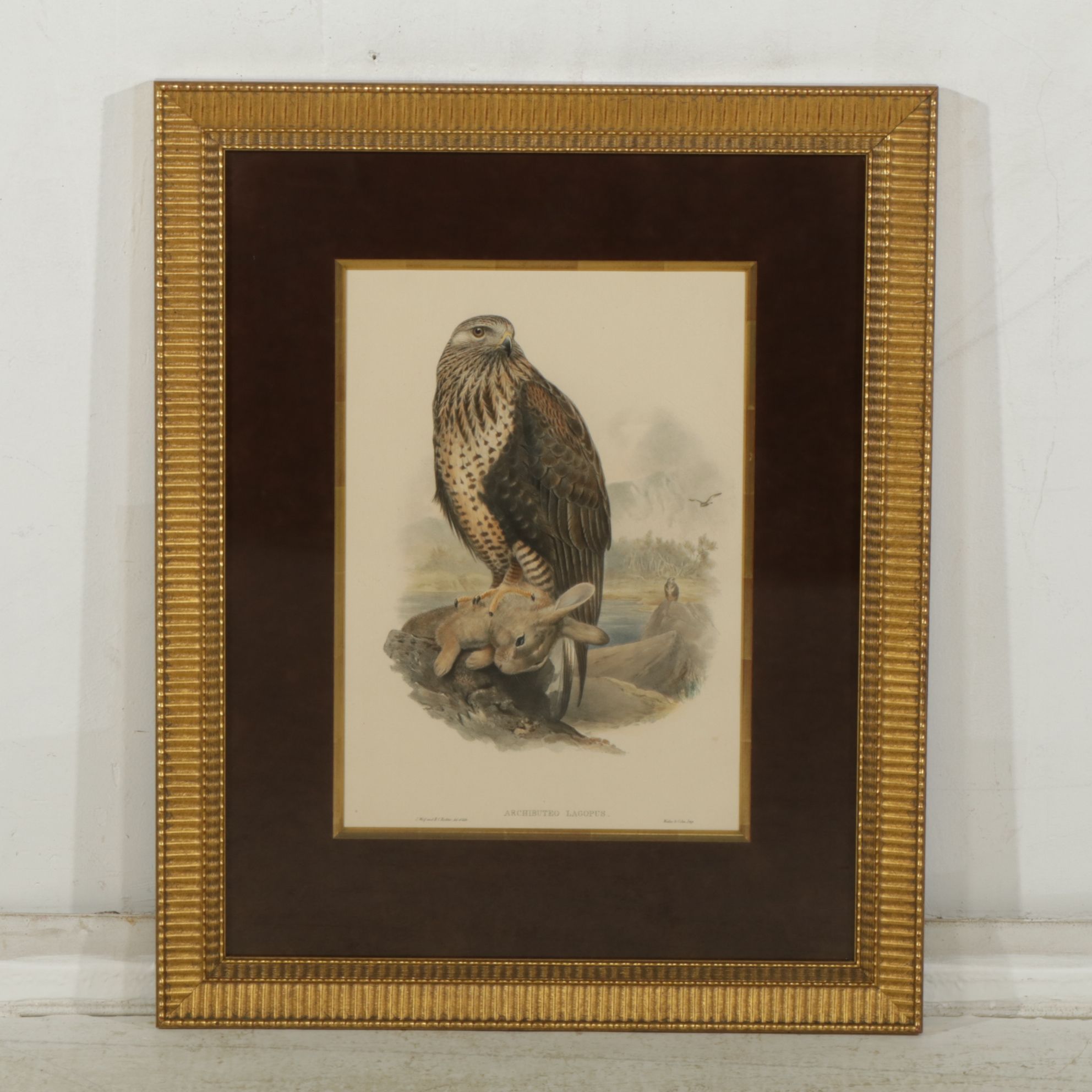 Hand-Colored Lithograph after John Gould "Archibuted Lagopus", Late 19th Century