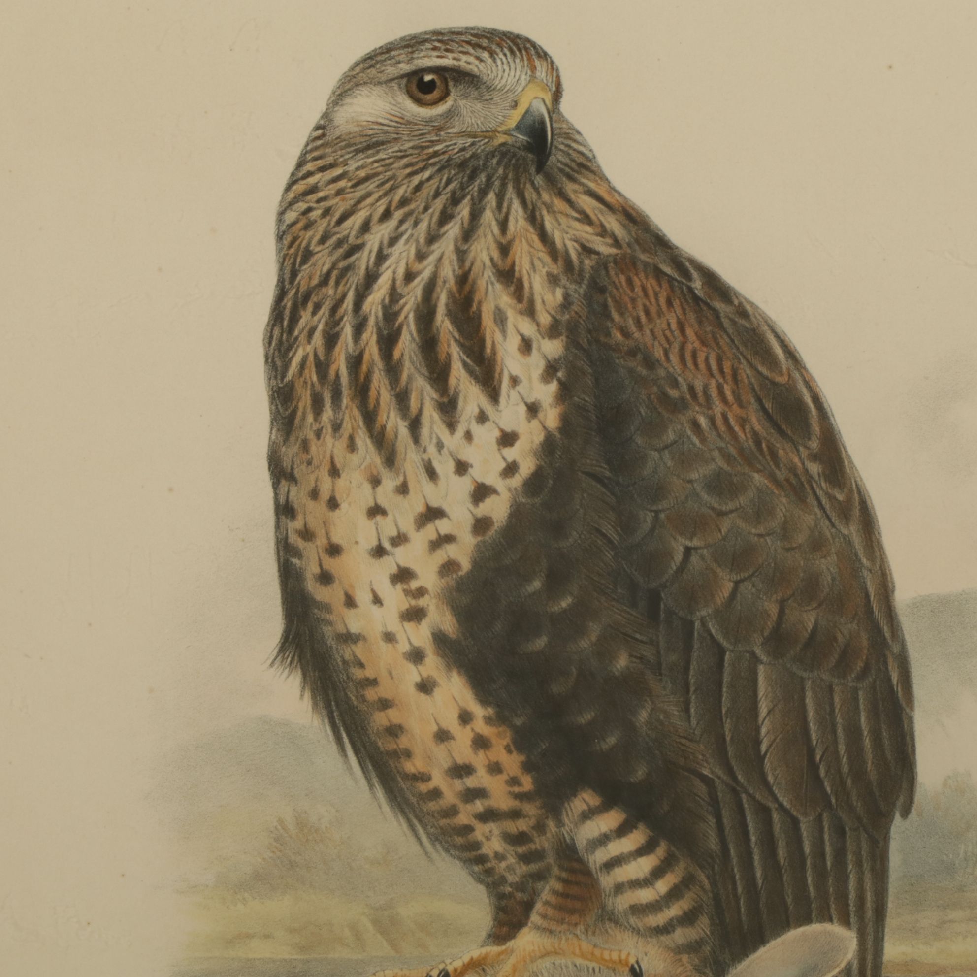 Hand-Colored Lithograph after John Gould "Archibuted Lagopus", Late 19th Century