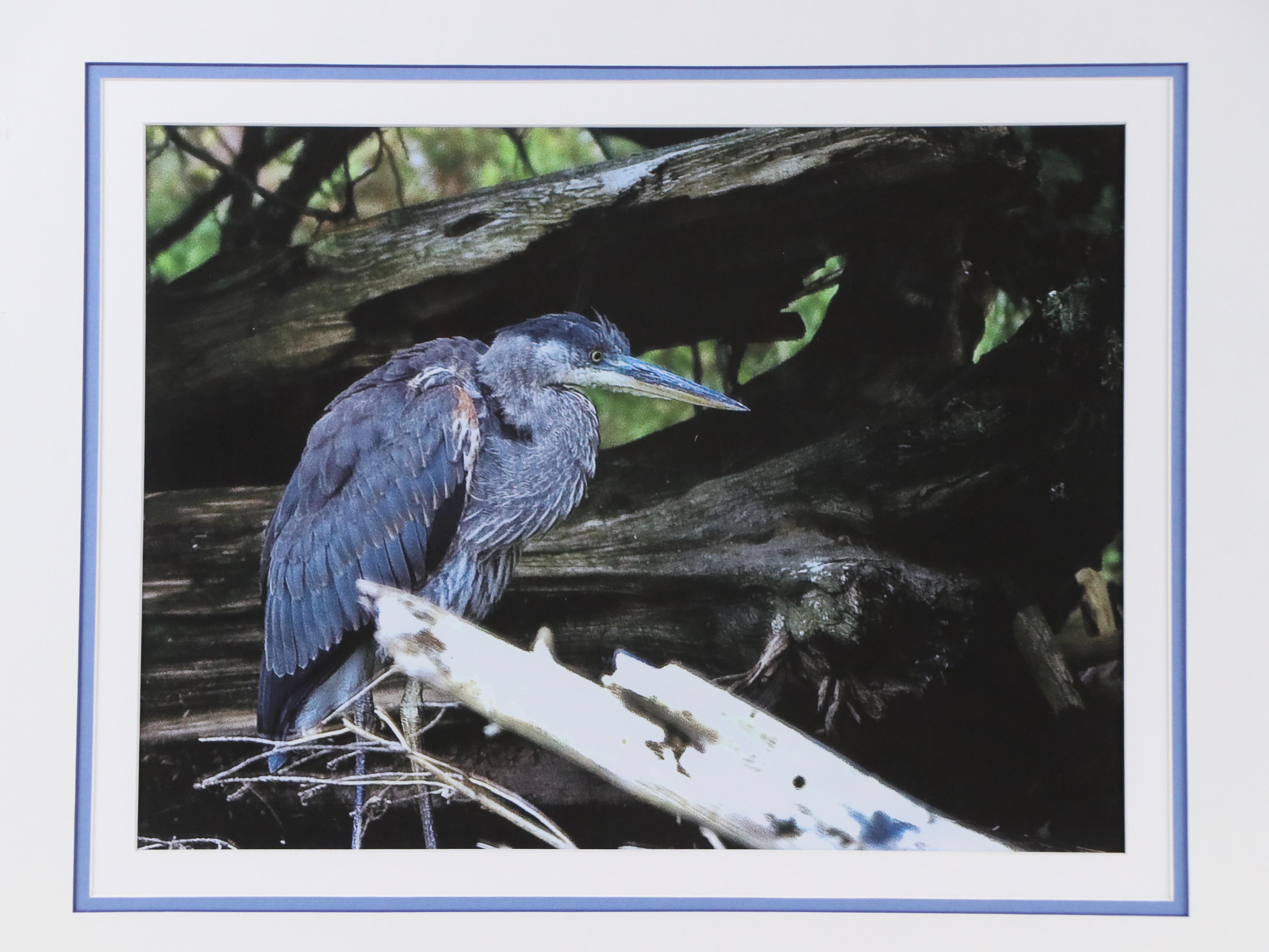 Barry C. Evans Giclée Photograph of Great Blue Heron, 2010