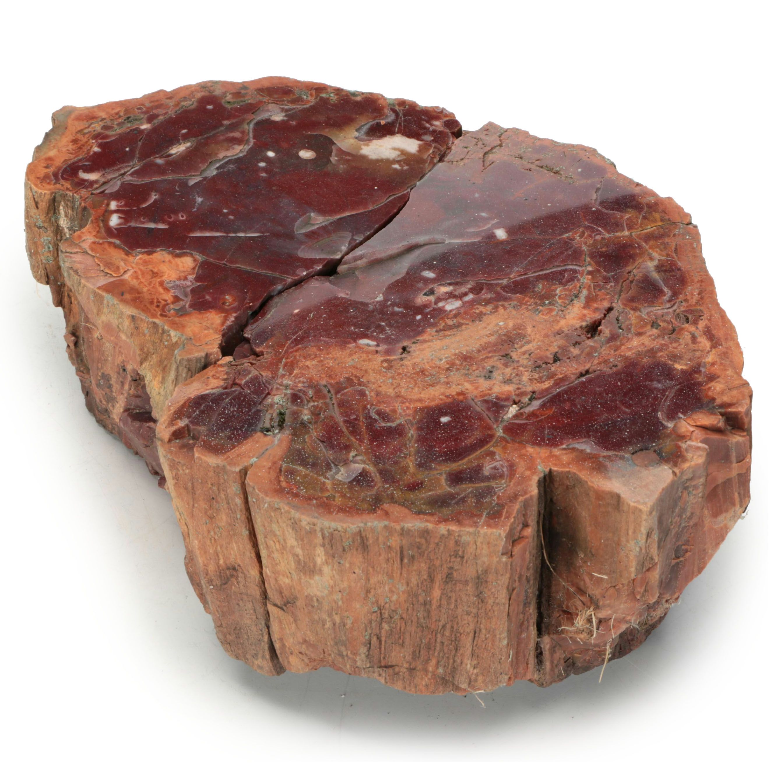 Petrified Wood Specimens