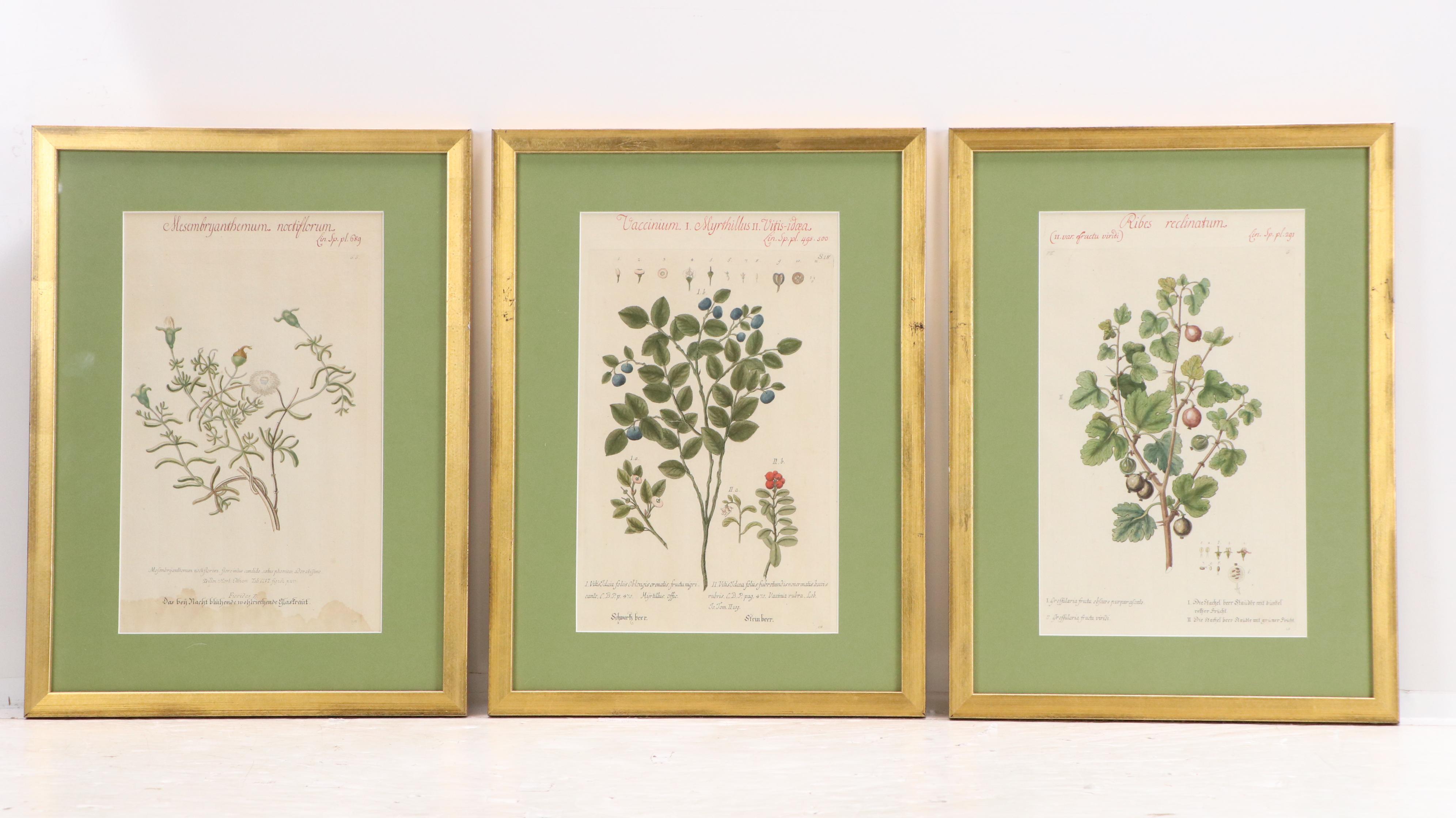 German School Hand-Colored Botanical Illustration Etchings, 18th–19th Century