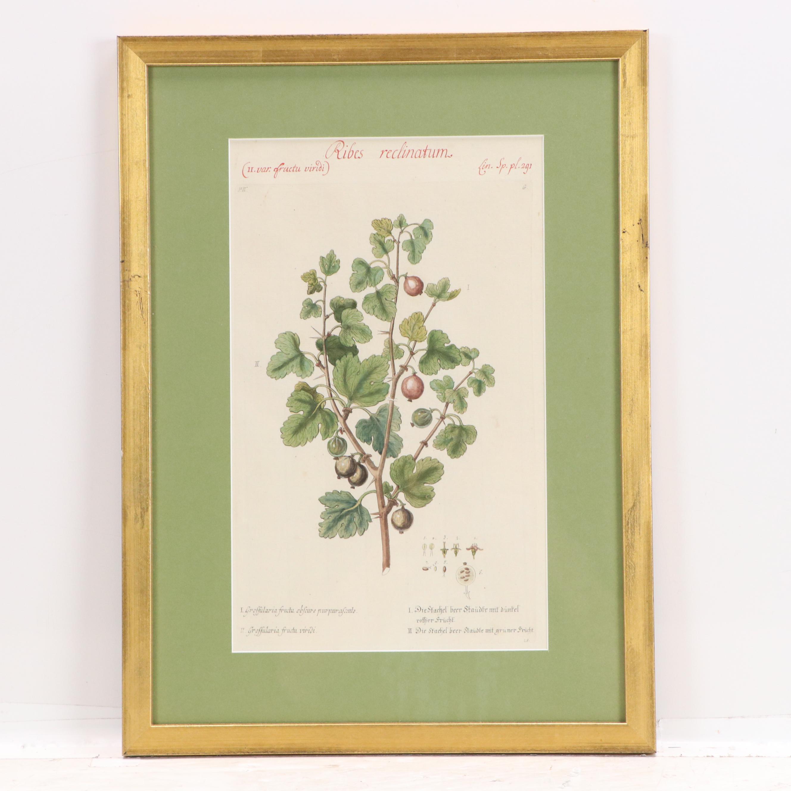 German School Hand-Colored Botanical Illustration Etchings, 18th–19th Century