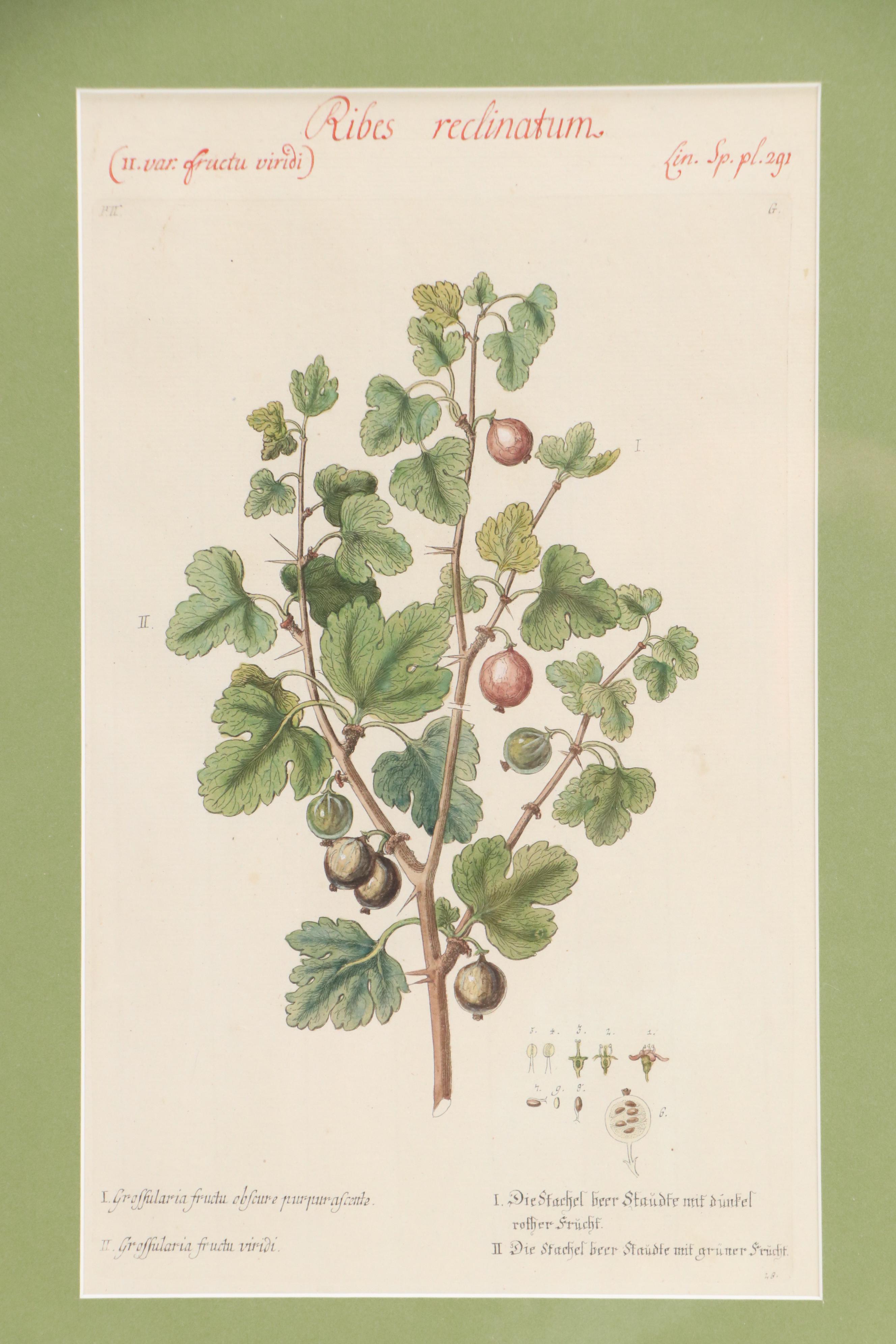 German School Hand-Colored Botanical Illustration Etchings, 18th–19th Century