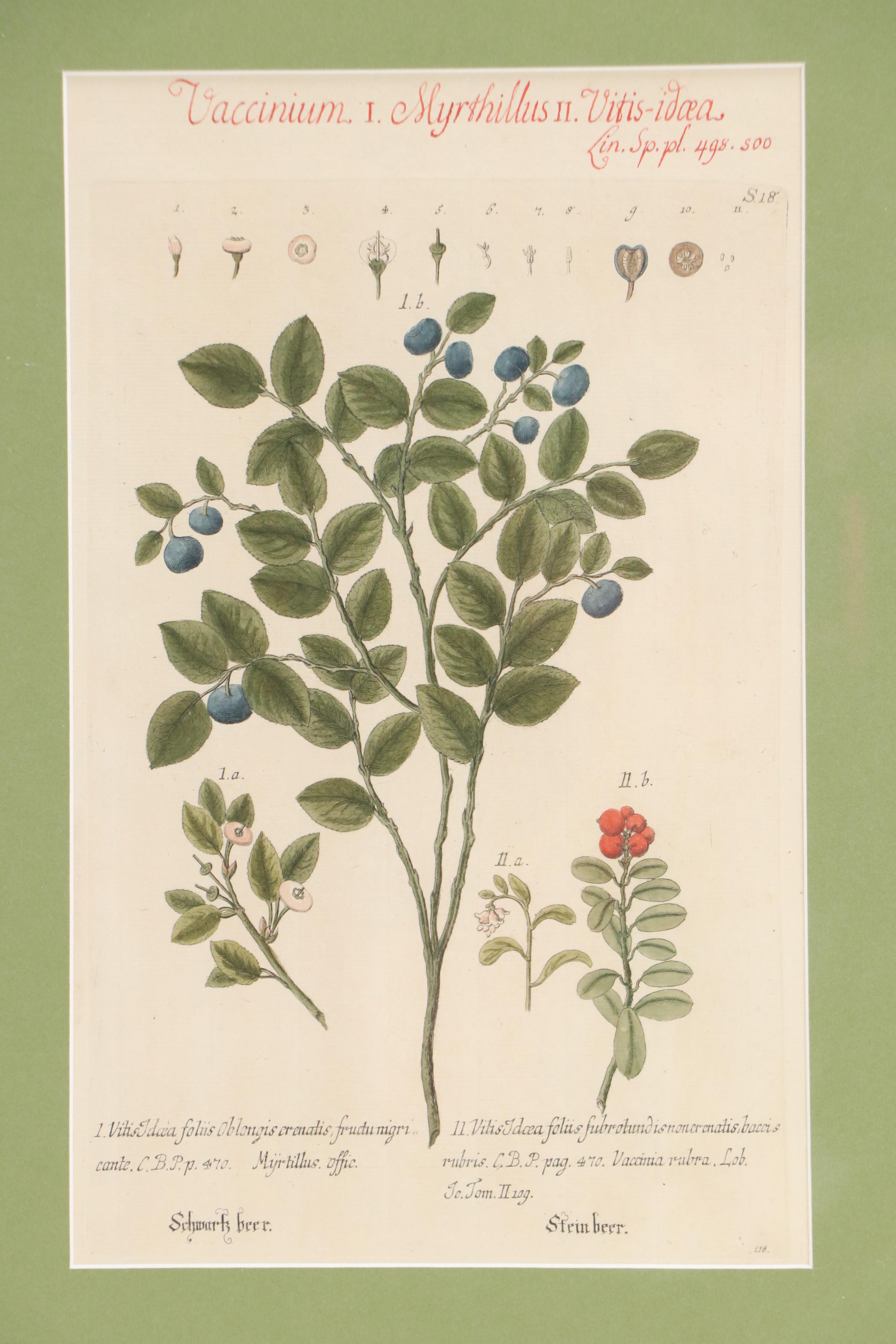 German School Hand-Colored Botanical Illustration Etchings, 18th–19th Century