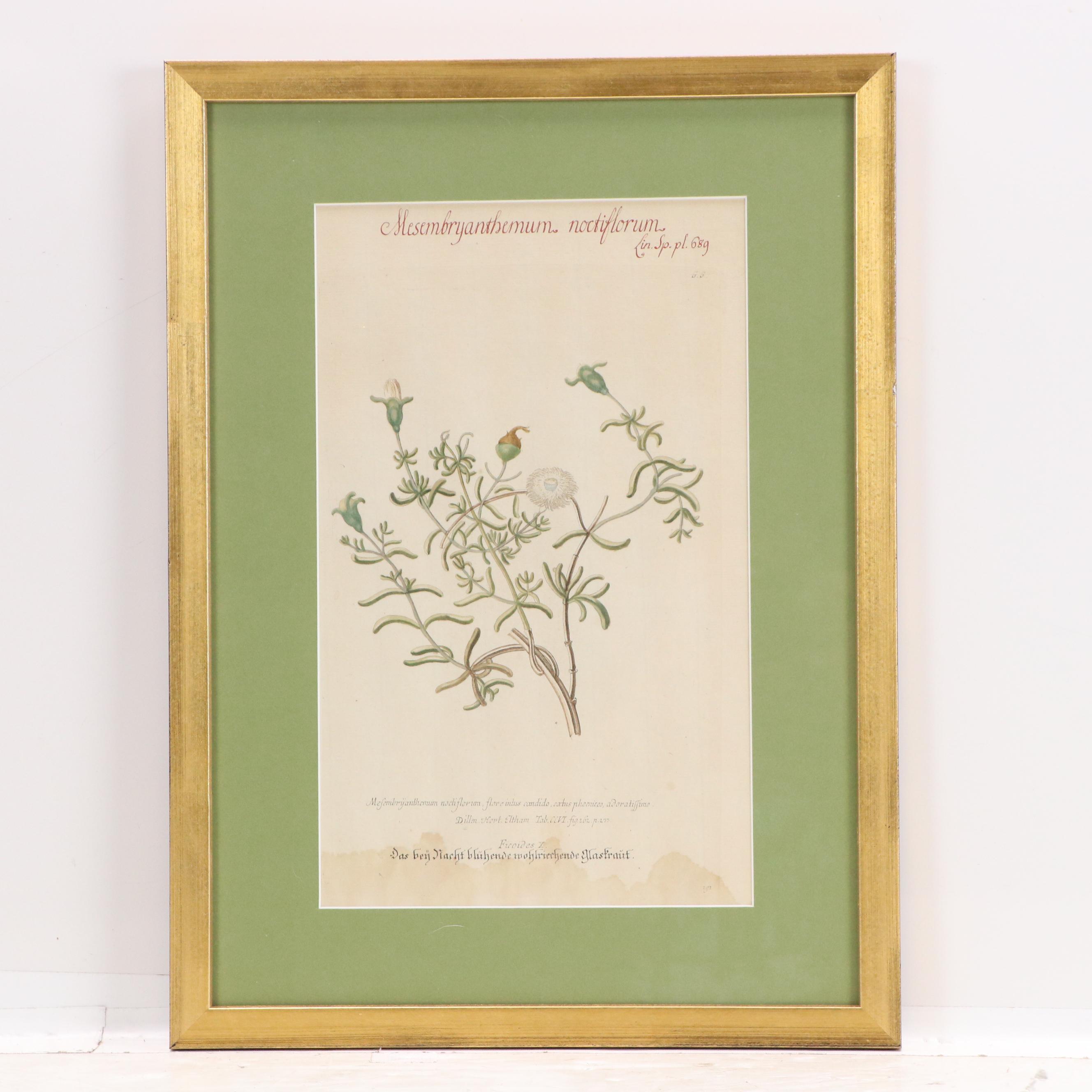 German School Hand-Colored Botanical Illustration Etchings, 18th–19th Century