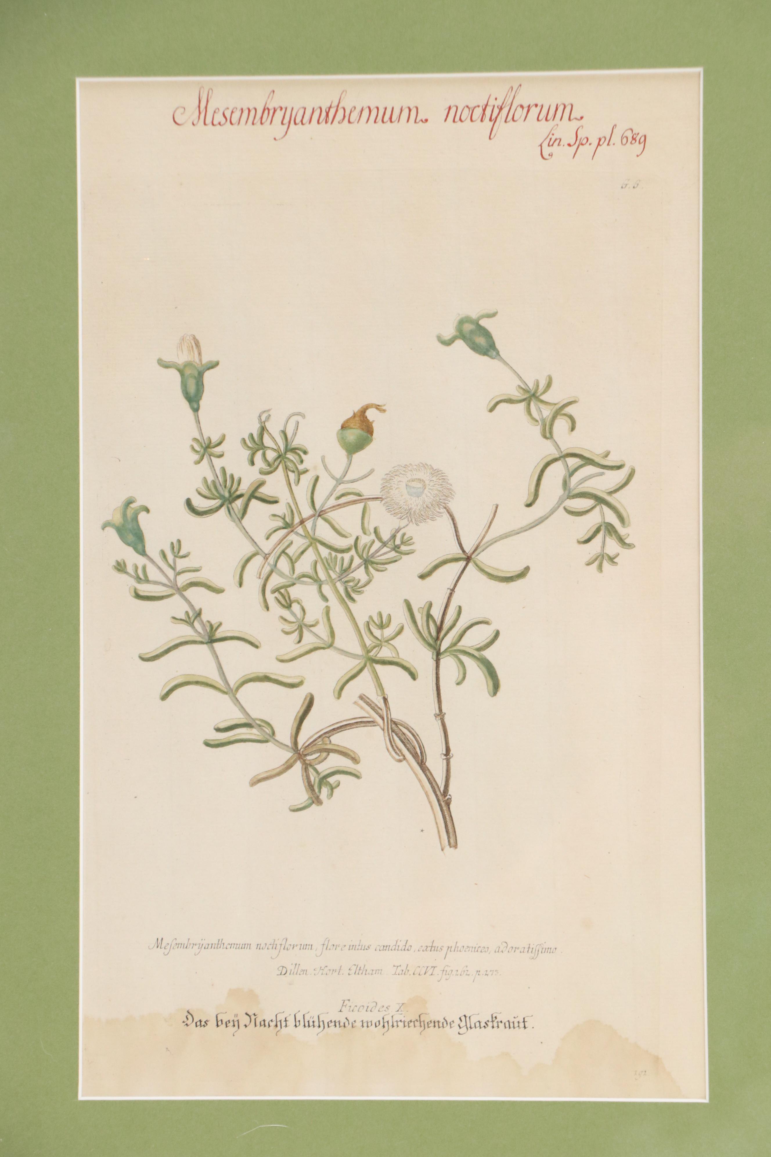 German School Hand-Colored Botanical Illustration Etchings, 18th–19th Century