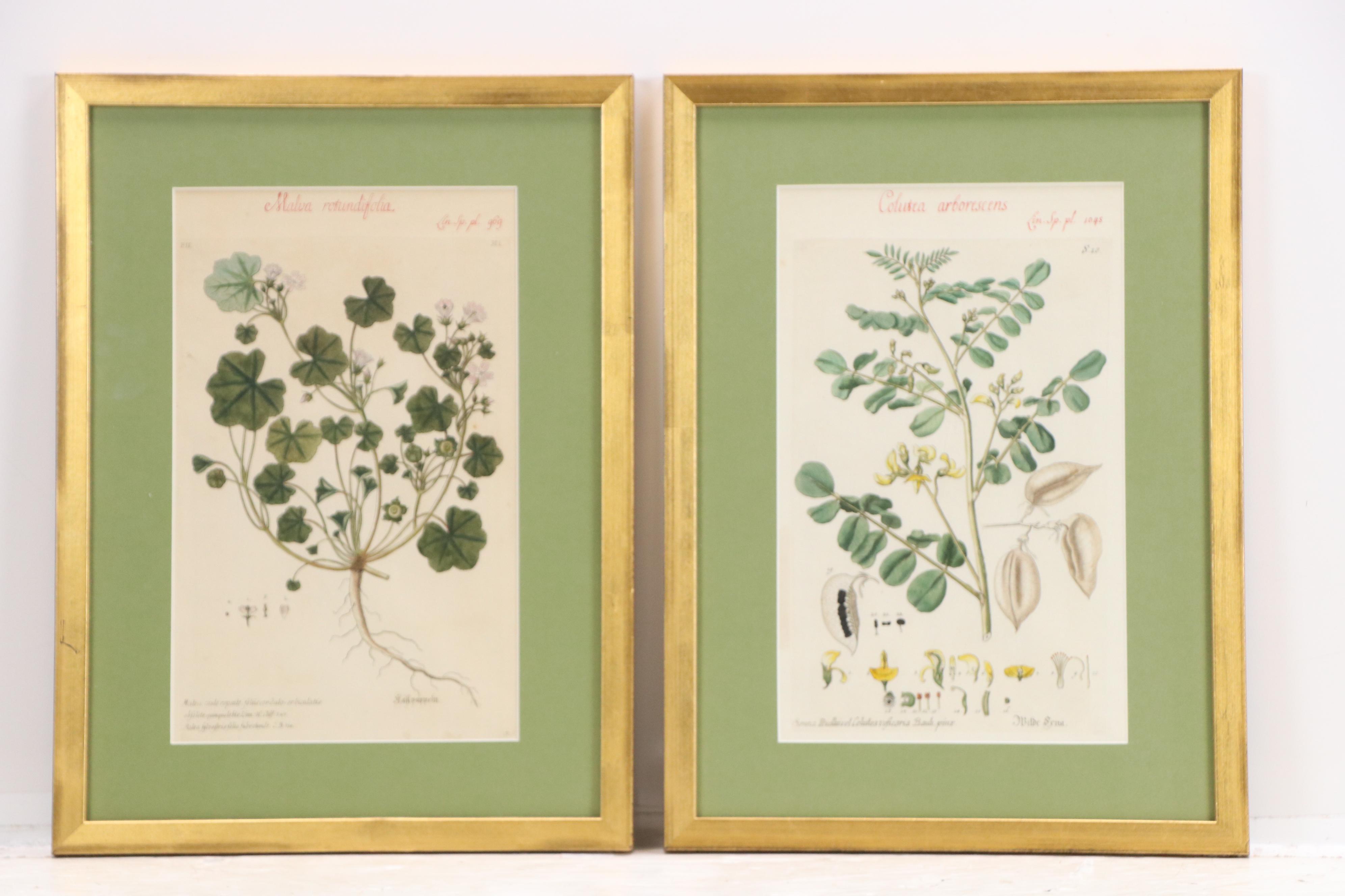 German School Hand-Colored Botanical Illustration Etchings, 18th–19th Century