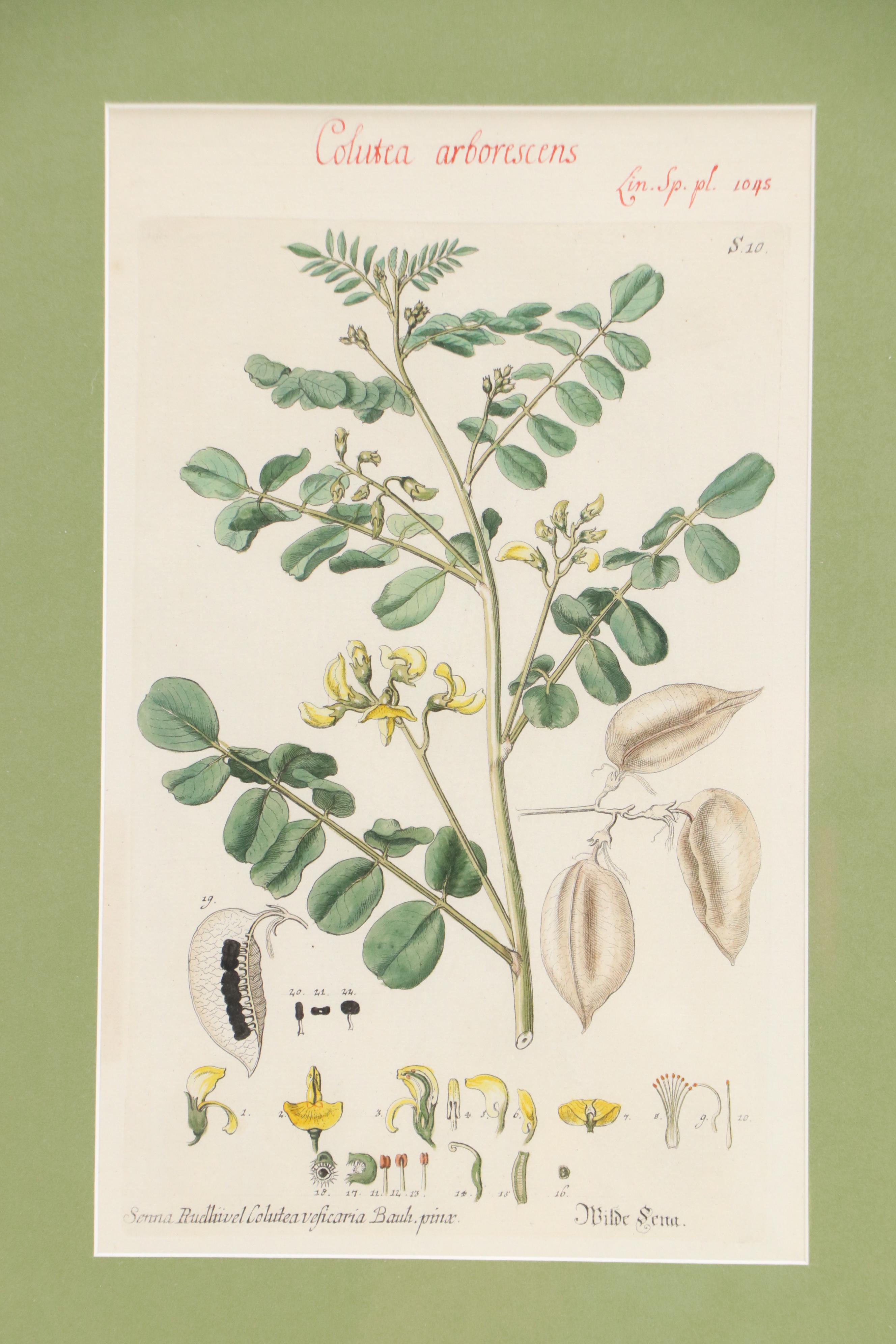 German School Hand-Colored Botanical Illustration Etchings, 18th–19th Century