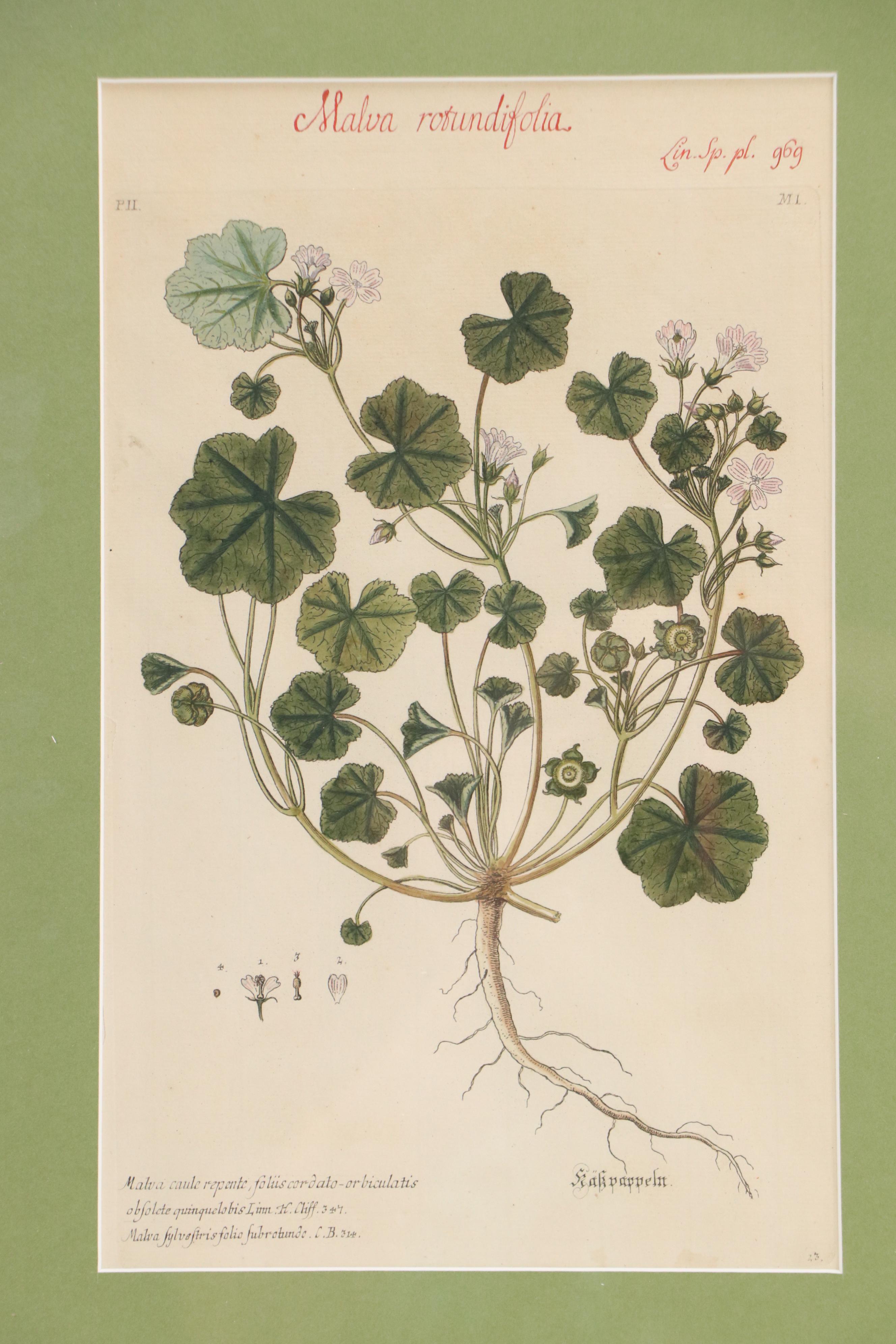 German School Hand-Colored Botanical Illustration Etchings, 18th–19th Century