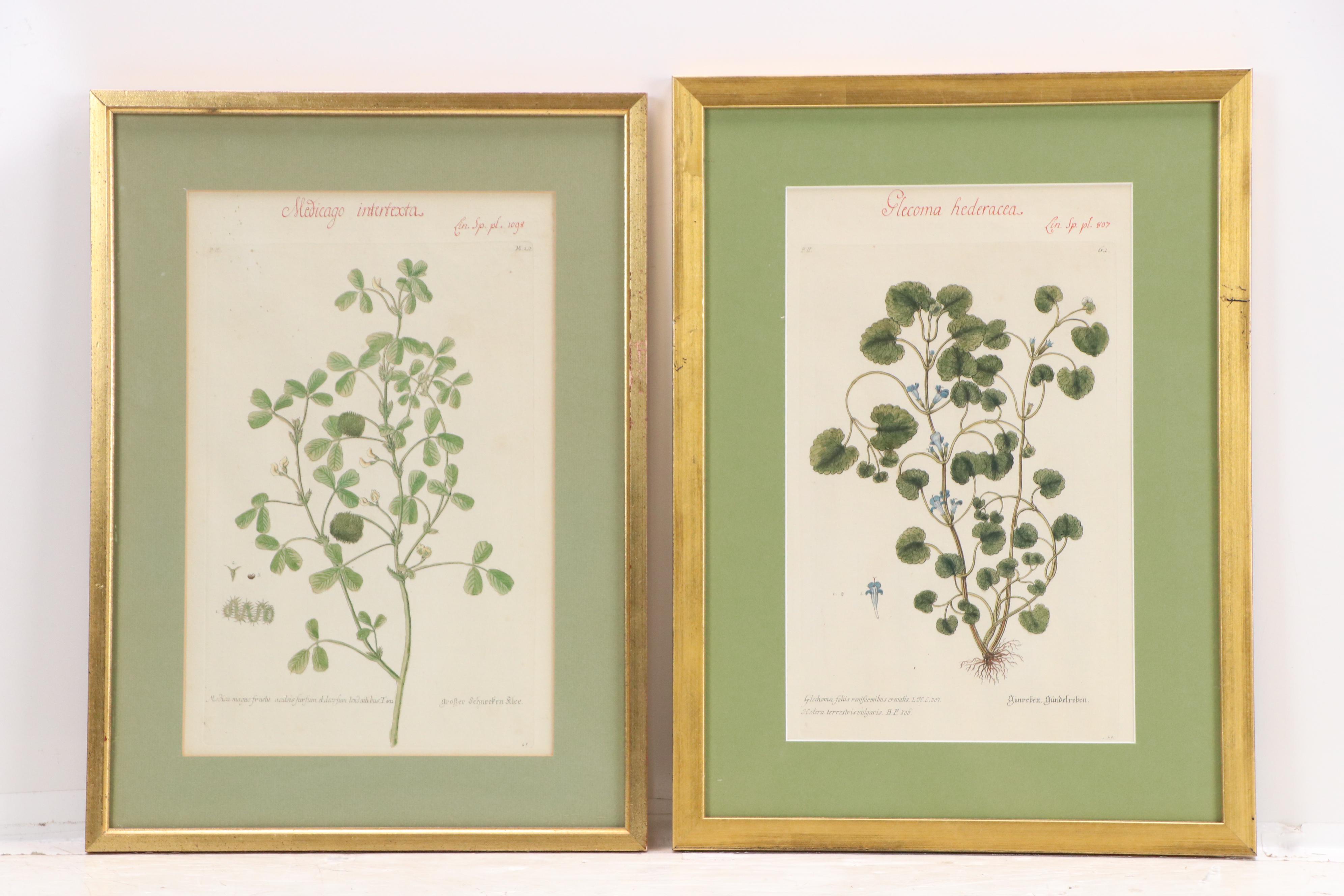 German School Hand-Colored Botanical Illustration Etchings, 18th–19th Century