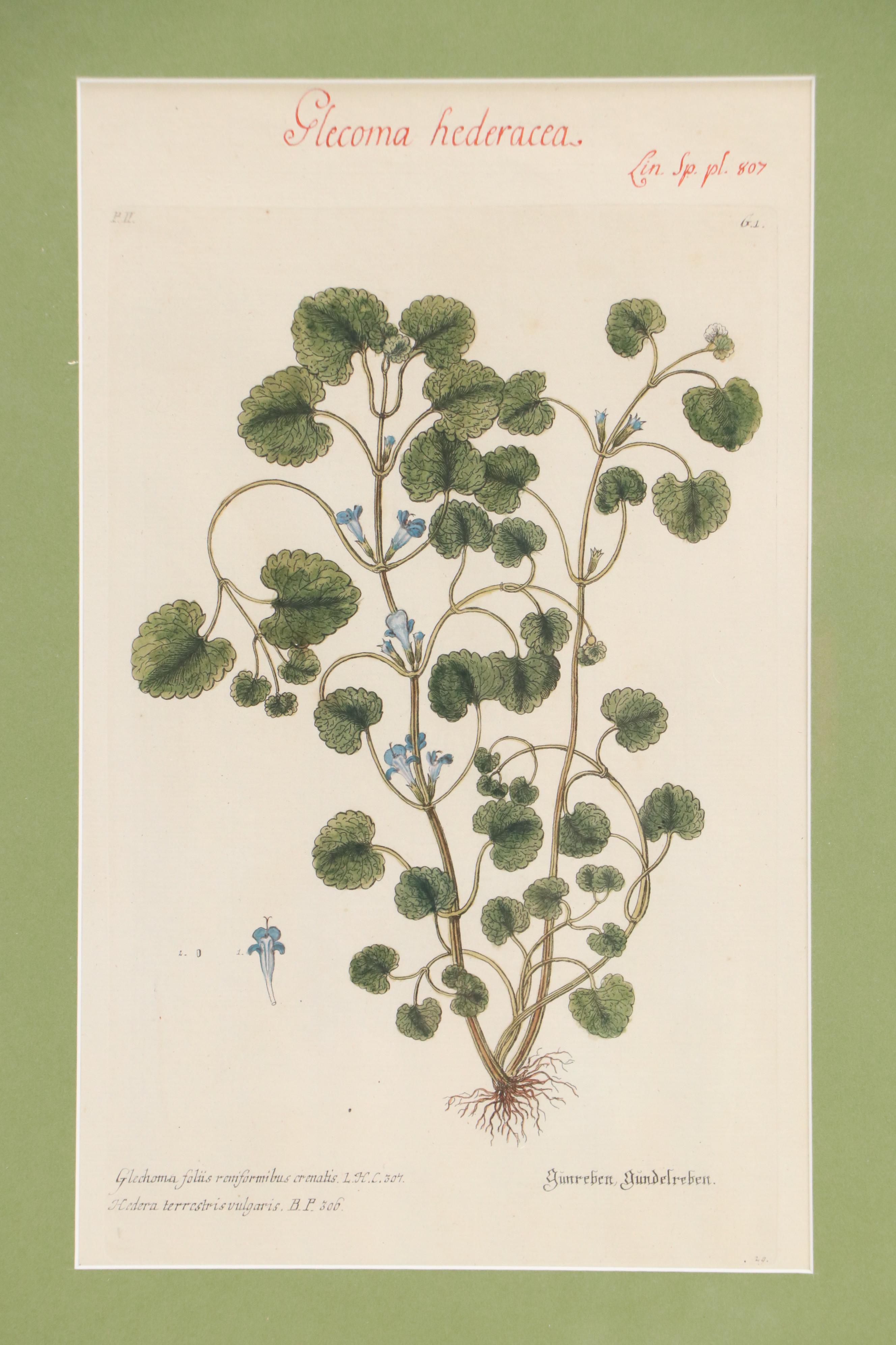 German School Hand-Colored Botanical Illustration Etchings, 18th–19th Century