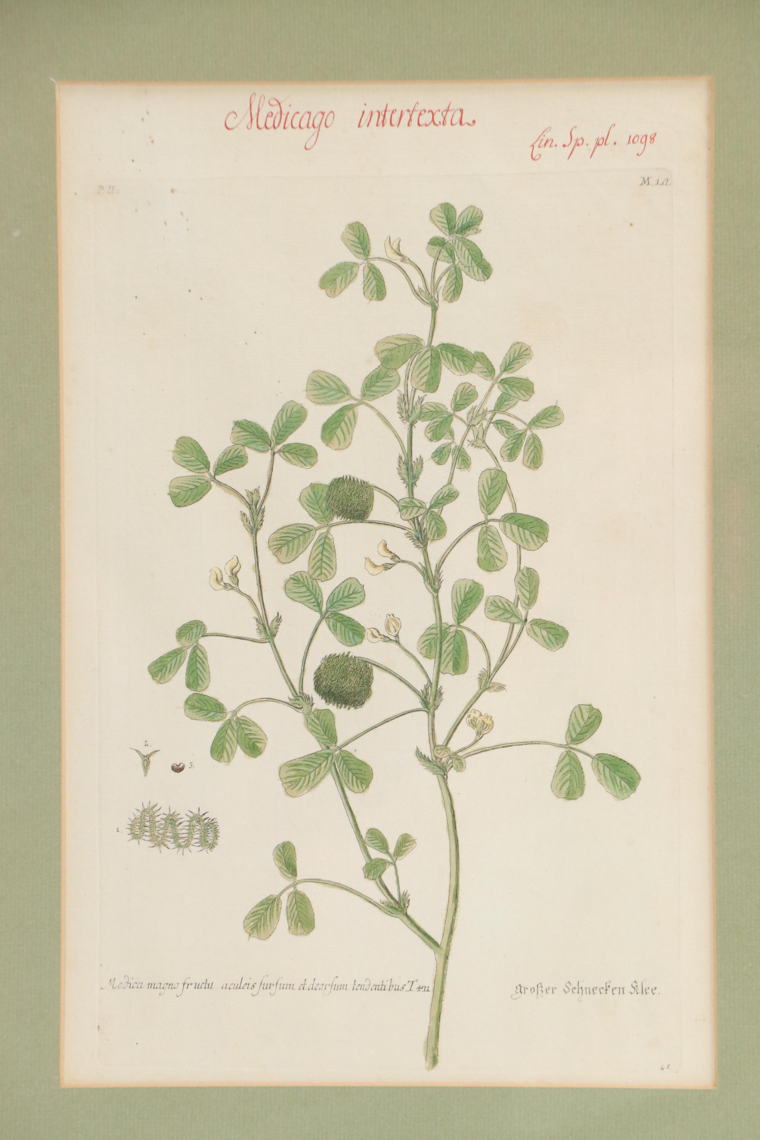 German School Hand-Colored Botanical Illustration Etchings, 18th–19th Century