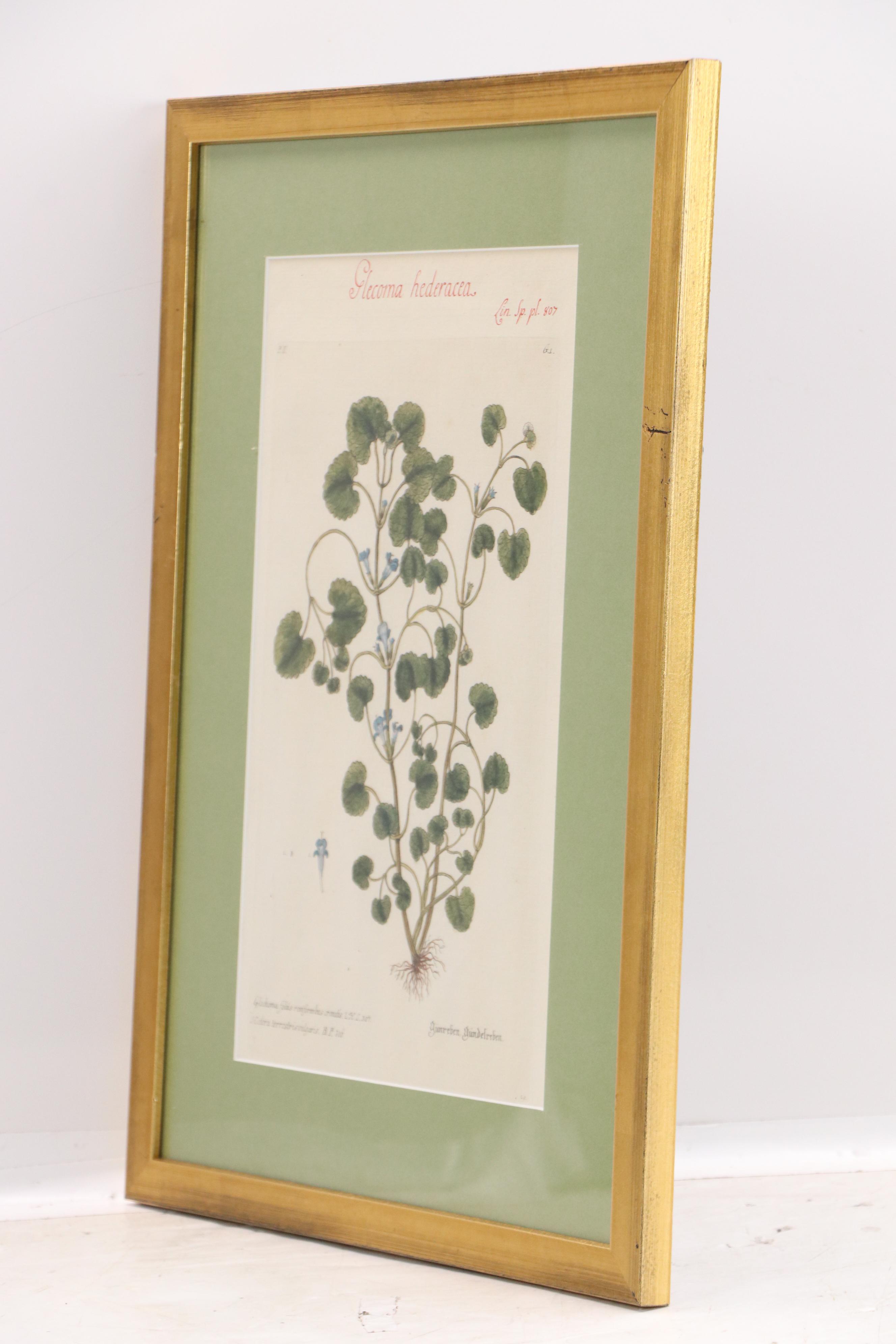 German School Hand-Colored Botanical Illustration Etchings, 18th–19th Century