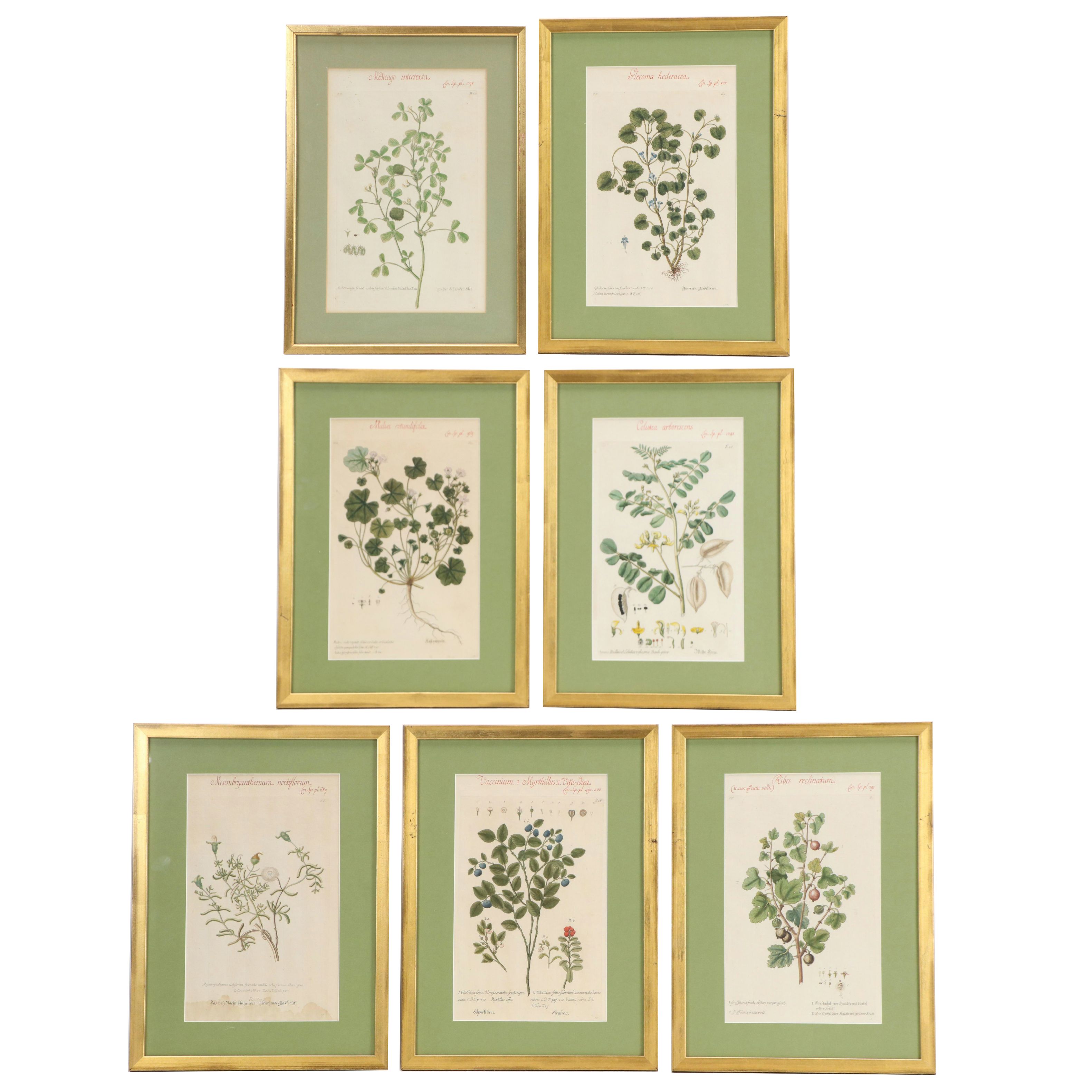 German School Hand-Colored Botanical Illustration Etchings, 18th–19th Century