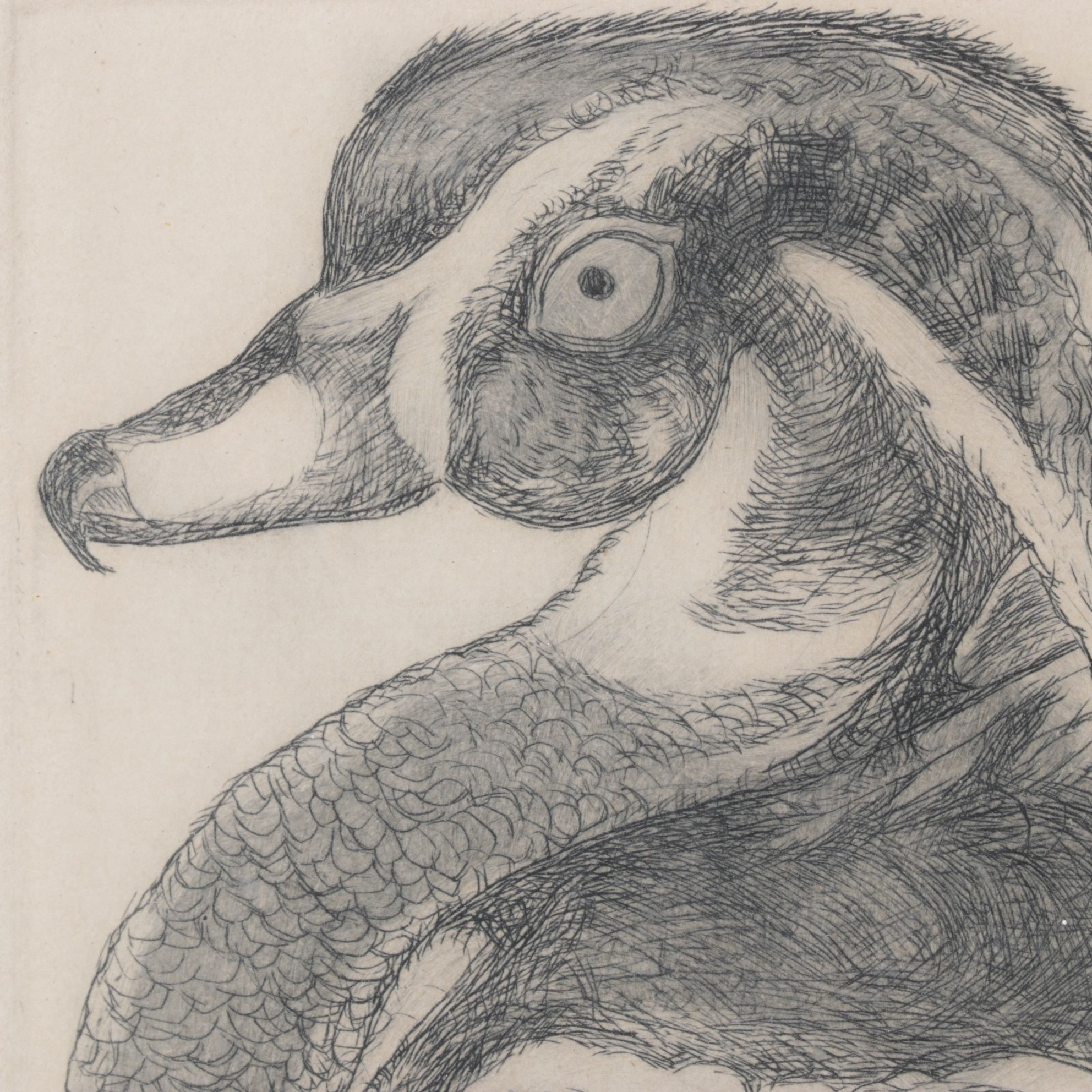 Christine McGennis "Wood Duck" Etching, Late 20th Century