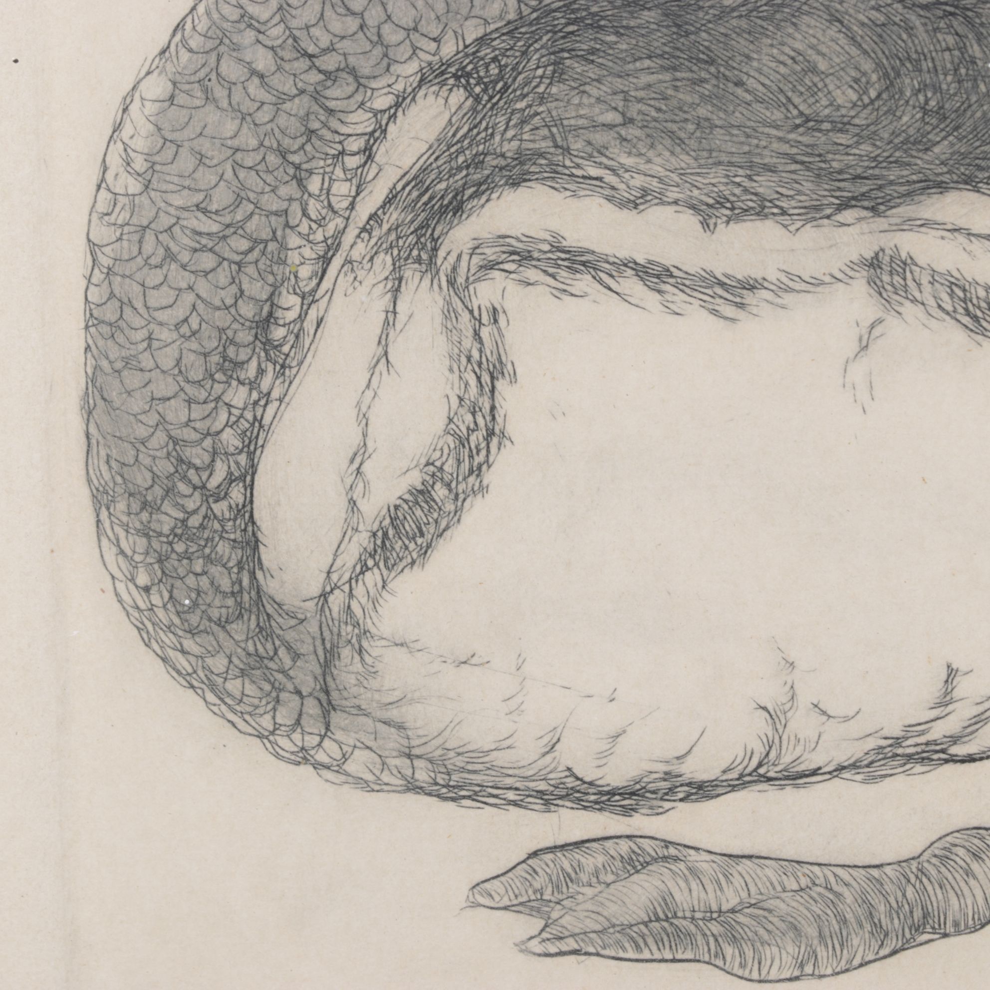 Christine McGennis "Wood Duck" Etching, Late 20th Century