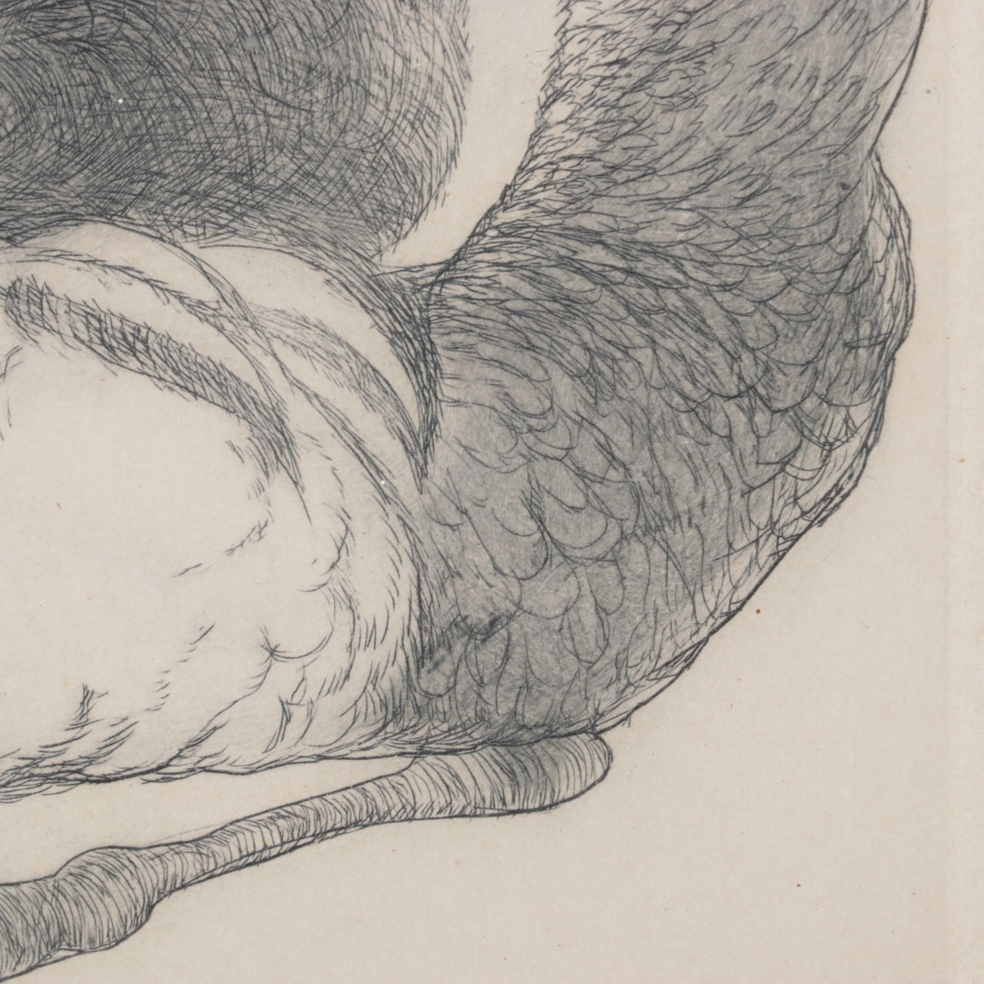 Christine McGennis "Wood Duck" Etching, Late 20th Century