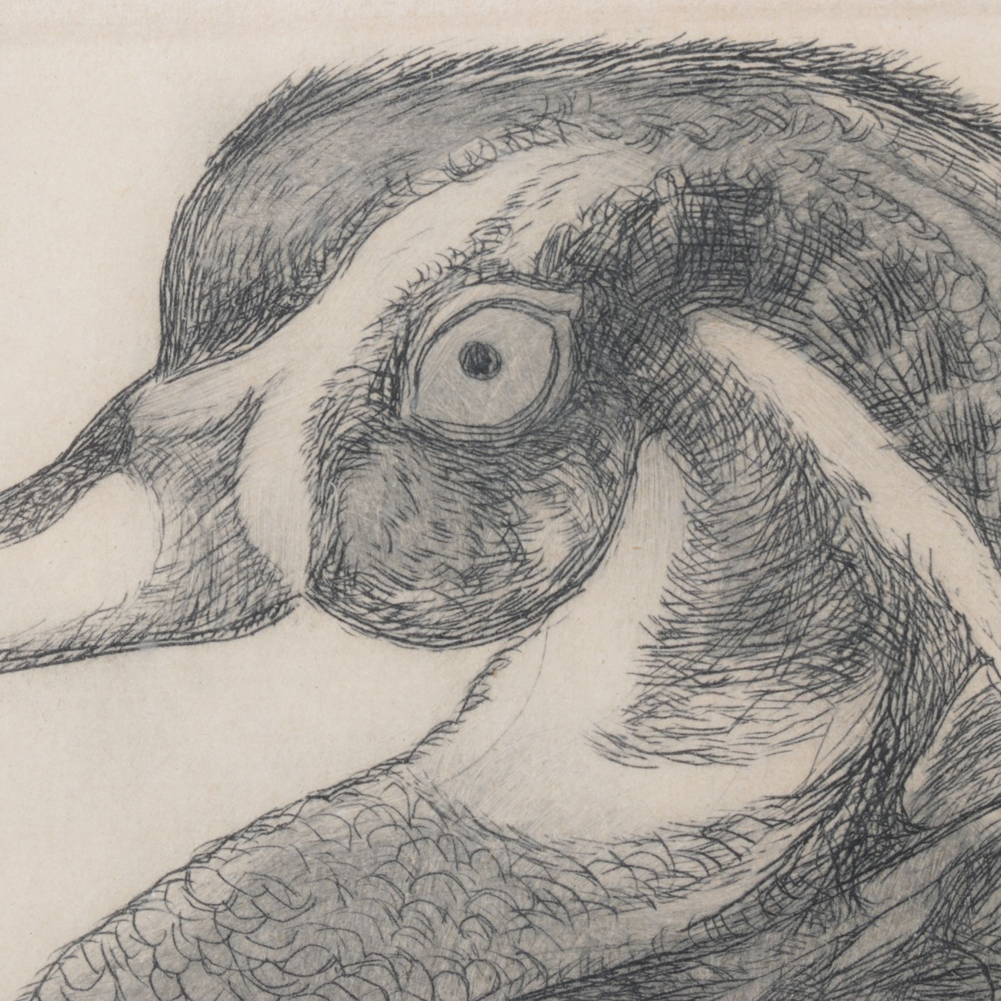 Christine McGennis "Wood Duck" Etching, Late 20th Century