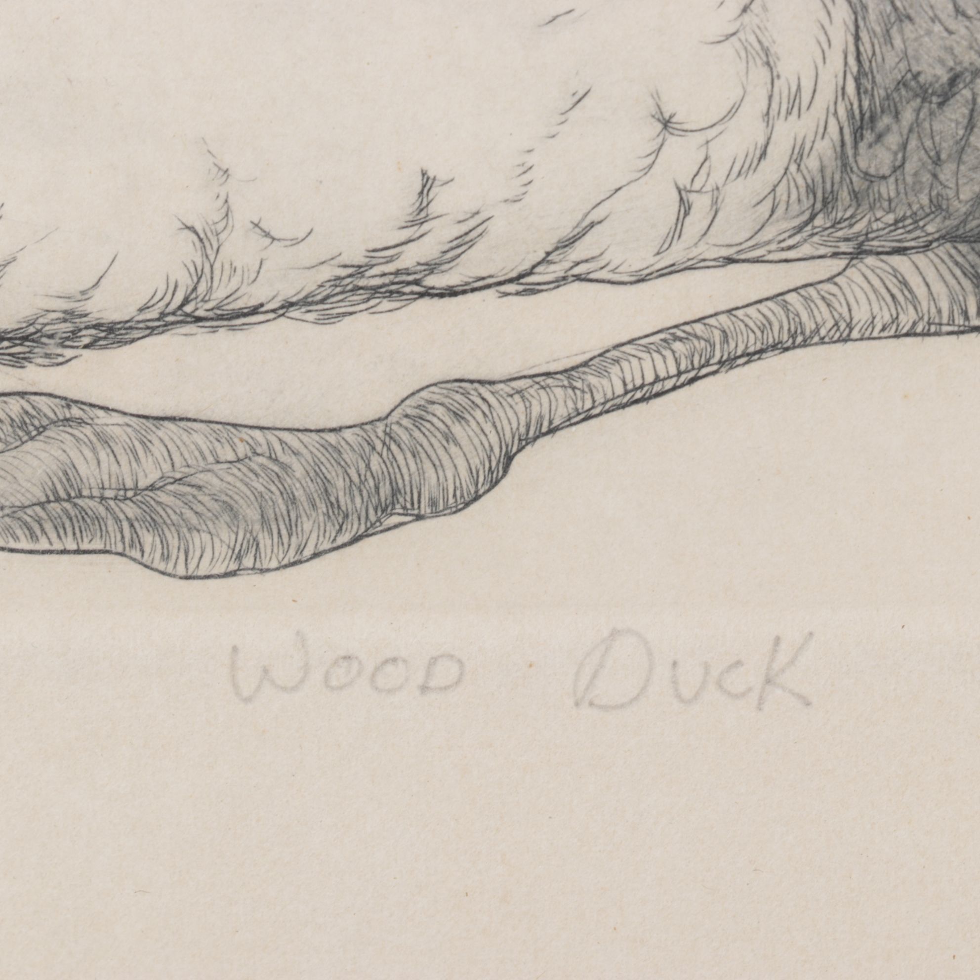 Christine McGennis "Wood Duck" Etching, Late 20th Century