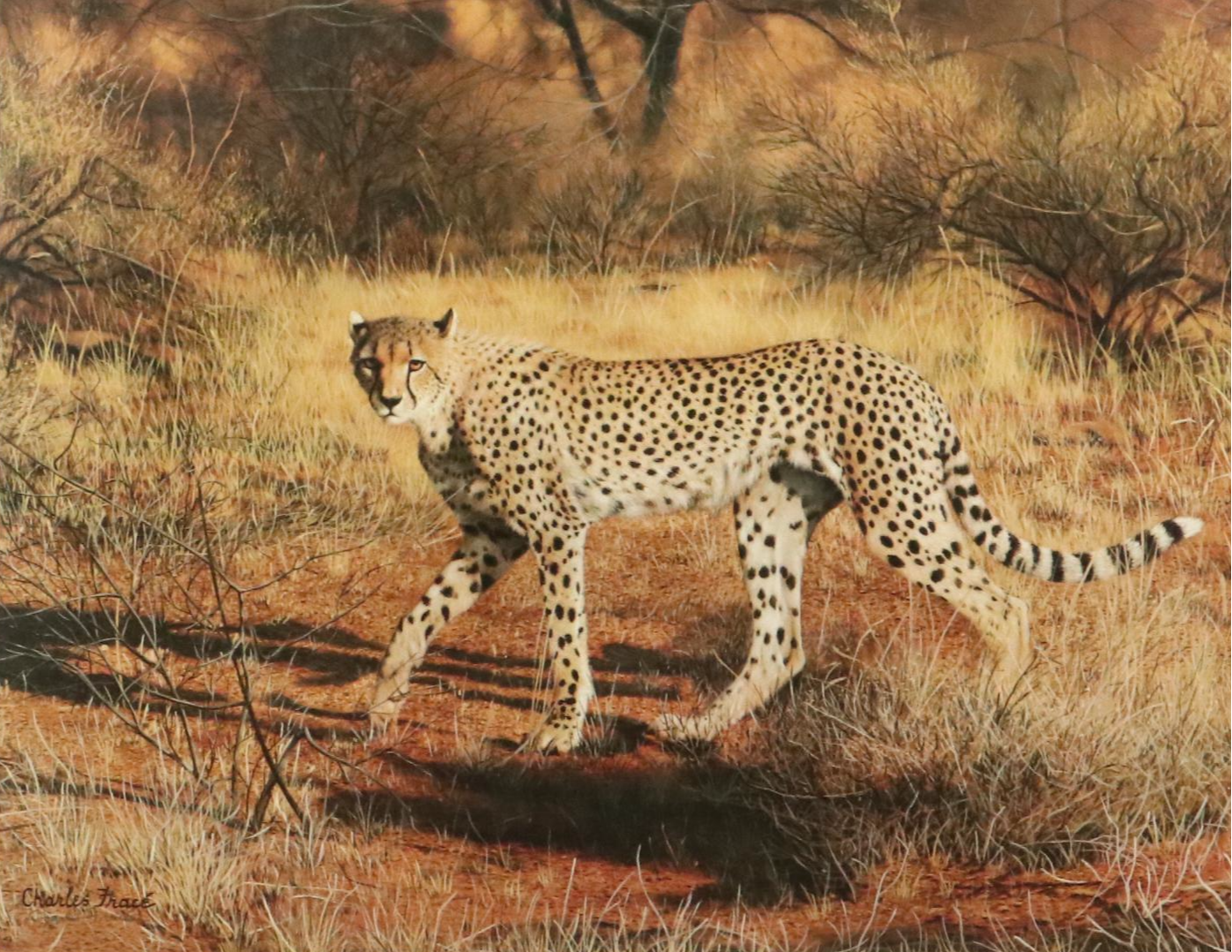 Charles Fracé Offset Lithograph "Cheetah," 20th Century