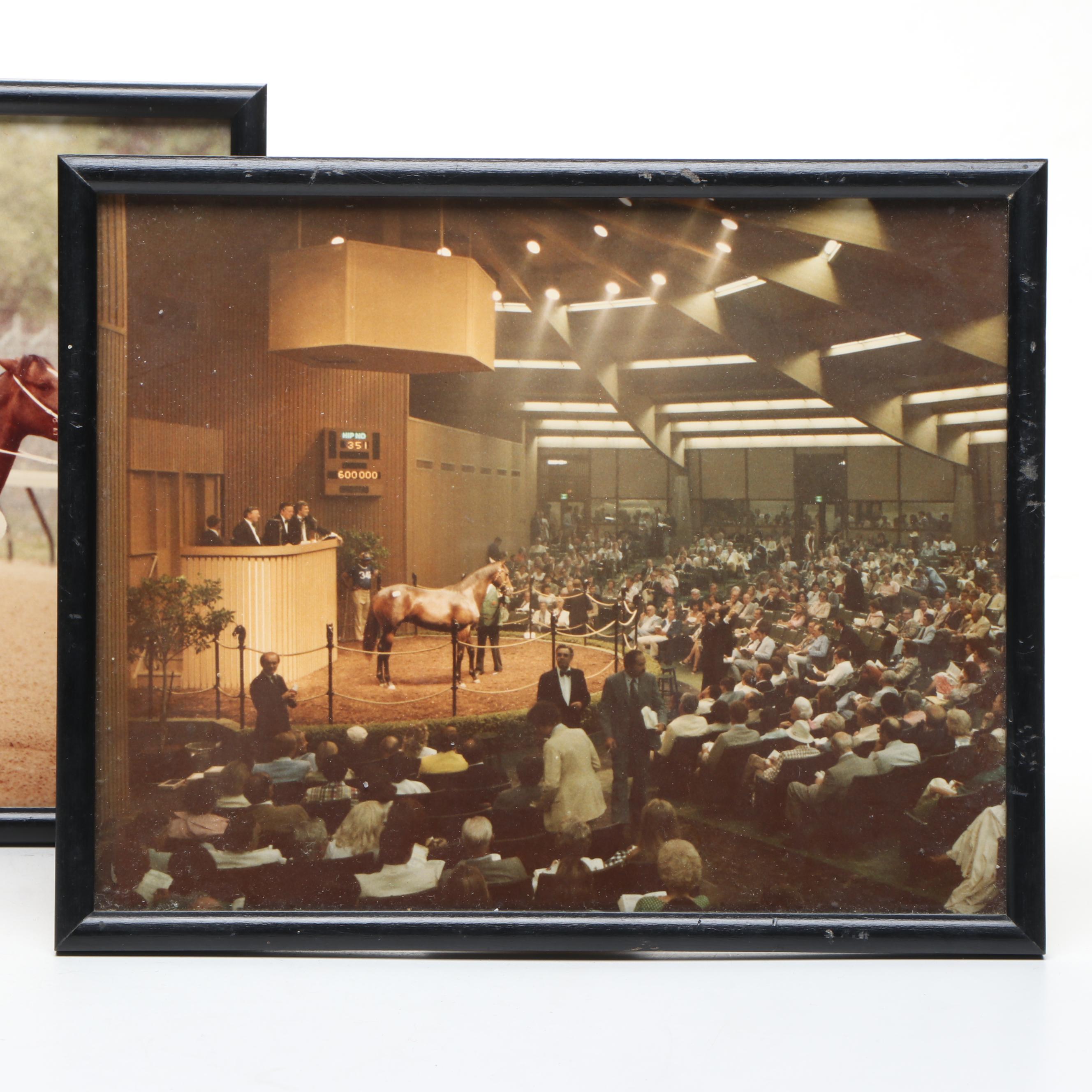 Excitable Lady Keeneland Sale Photo & Pre-Race Candid, Horse Show Arena