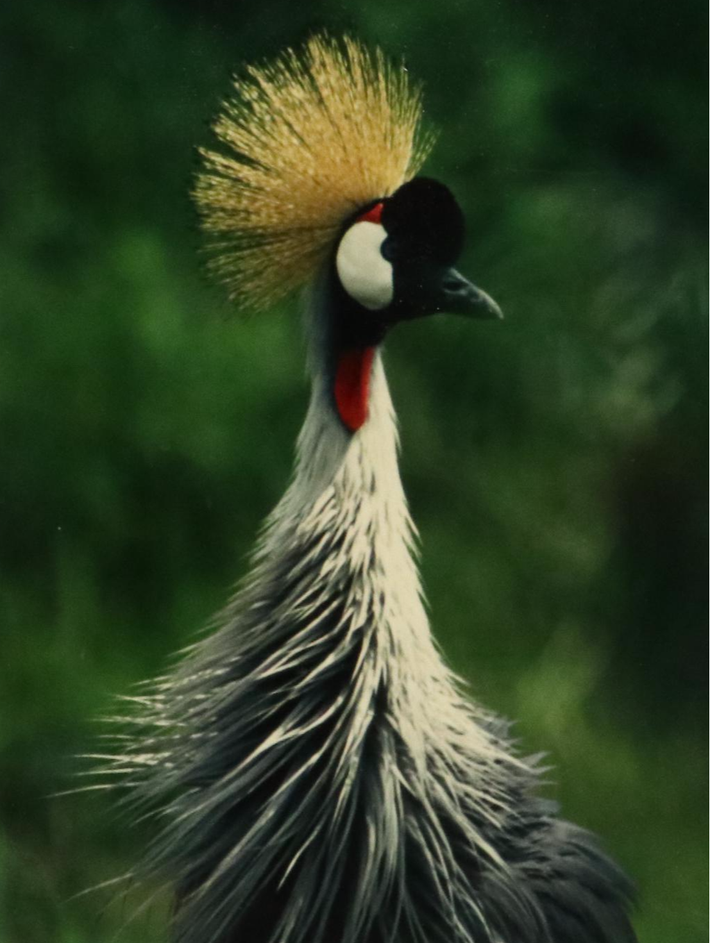 Bradley Donley Color Photograph "Crown Crane," 1999