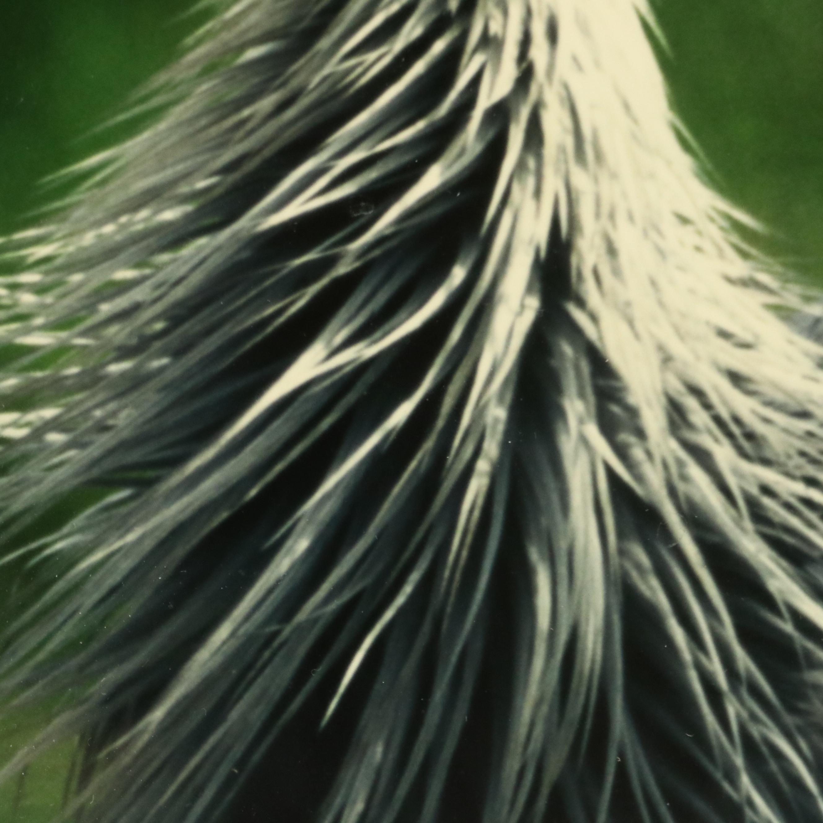 Bradley Donley Color Photograph "Crown Crane," 1999