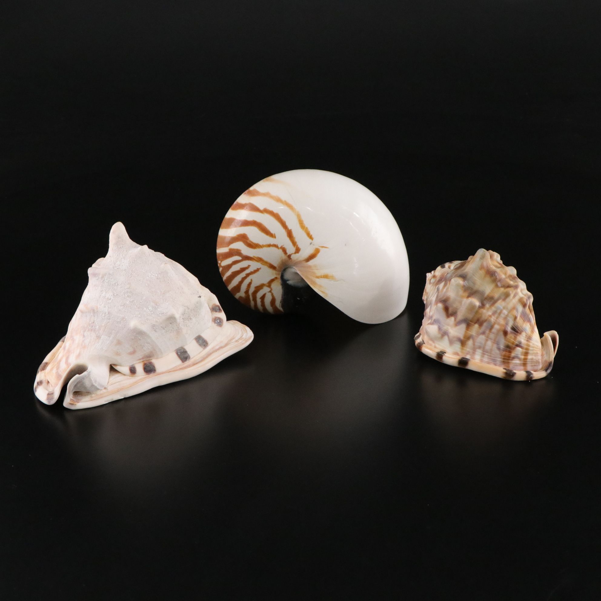 Nautilus with King Helmet Conch, Bull Mouth Helmet Shells