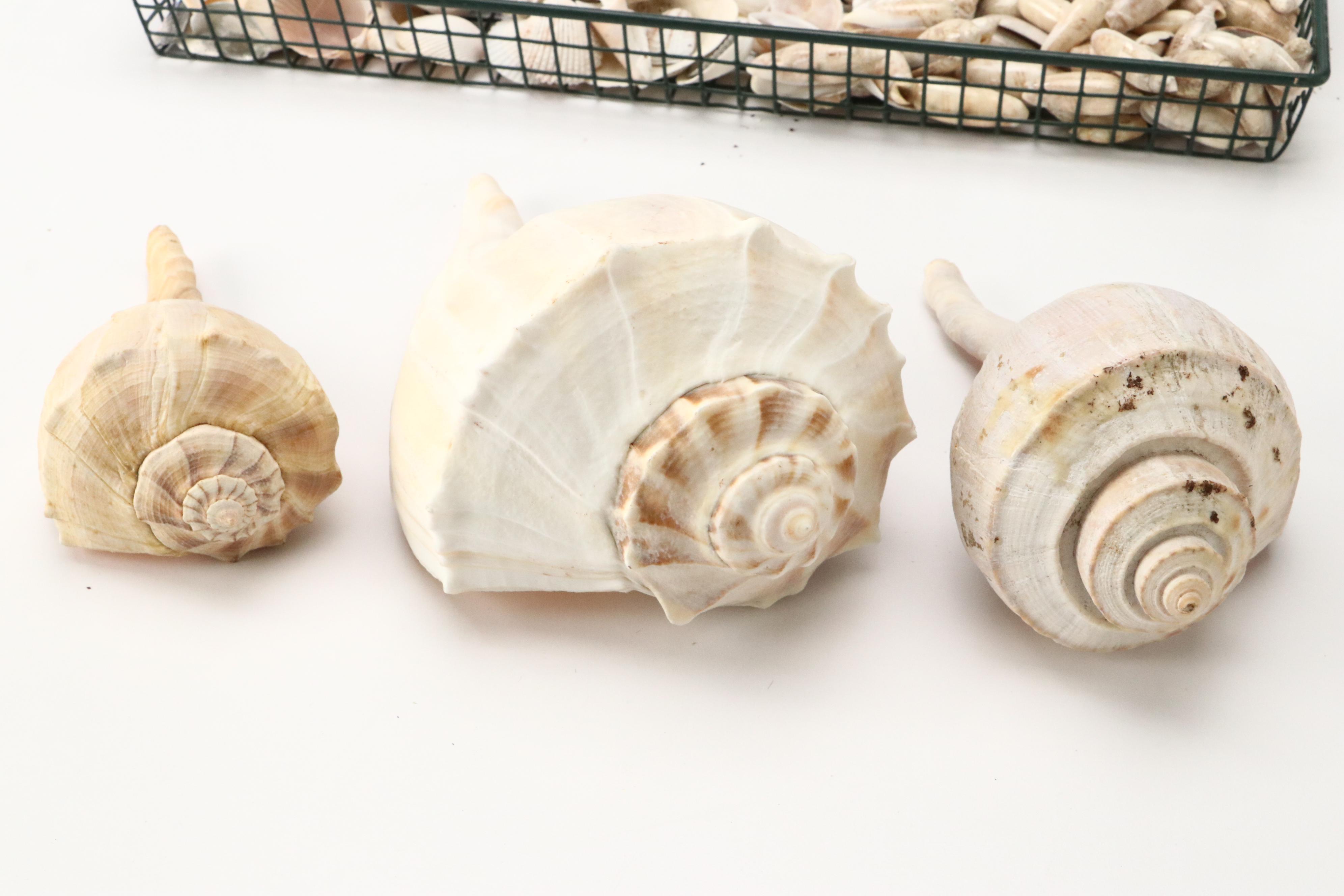 Queen Conch with Triton, Murex, and Other Seashells, LED Candles & More