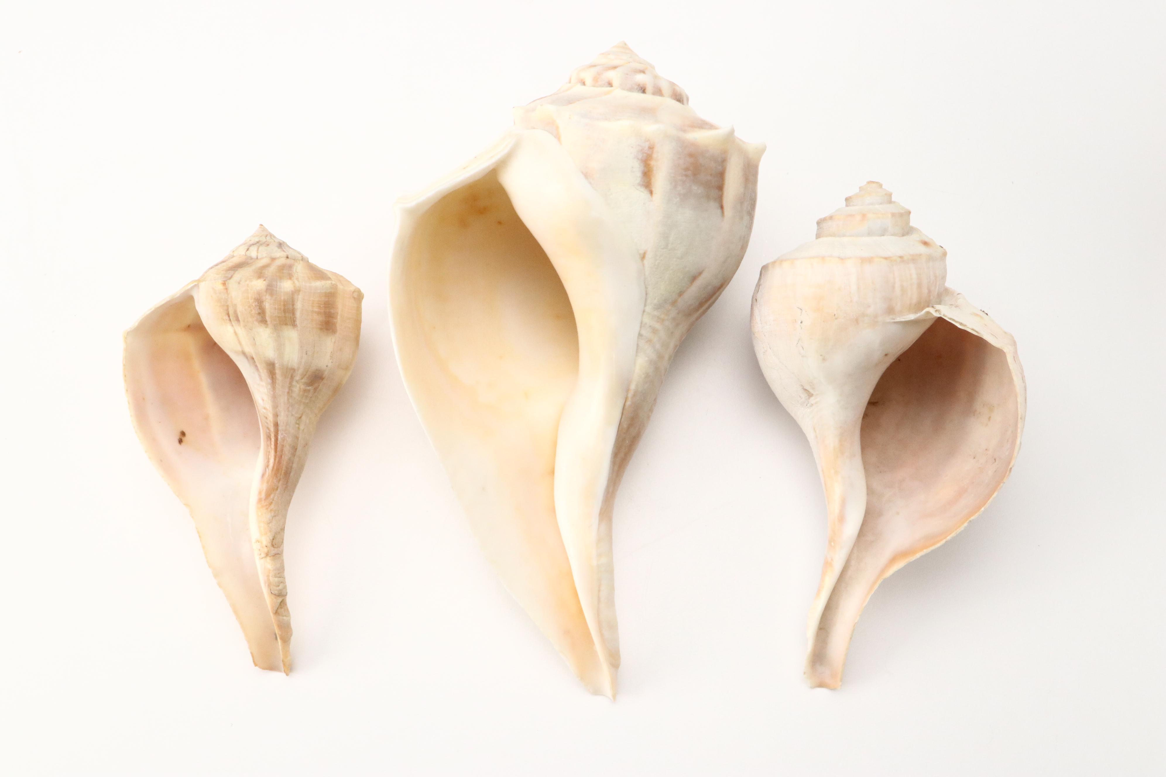 Queen Conch with Triton, Murex, and Other Seashells, LED Candles & More