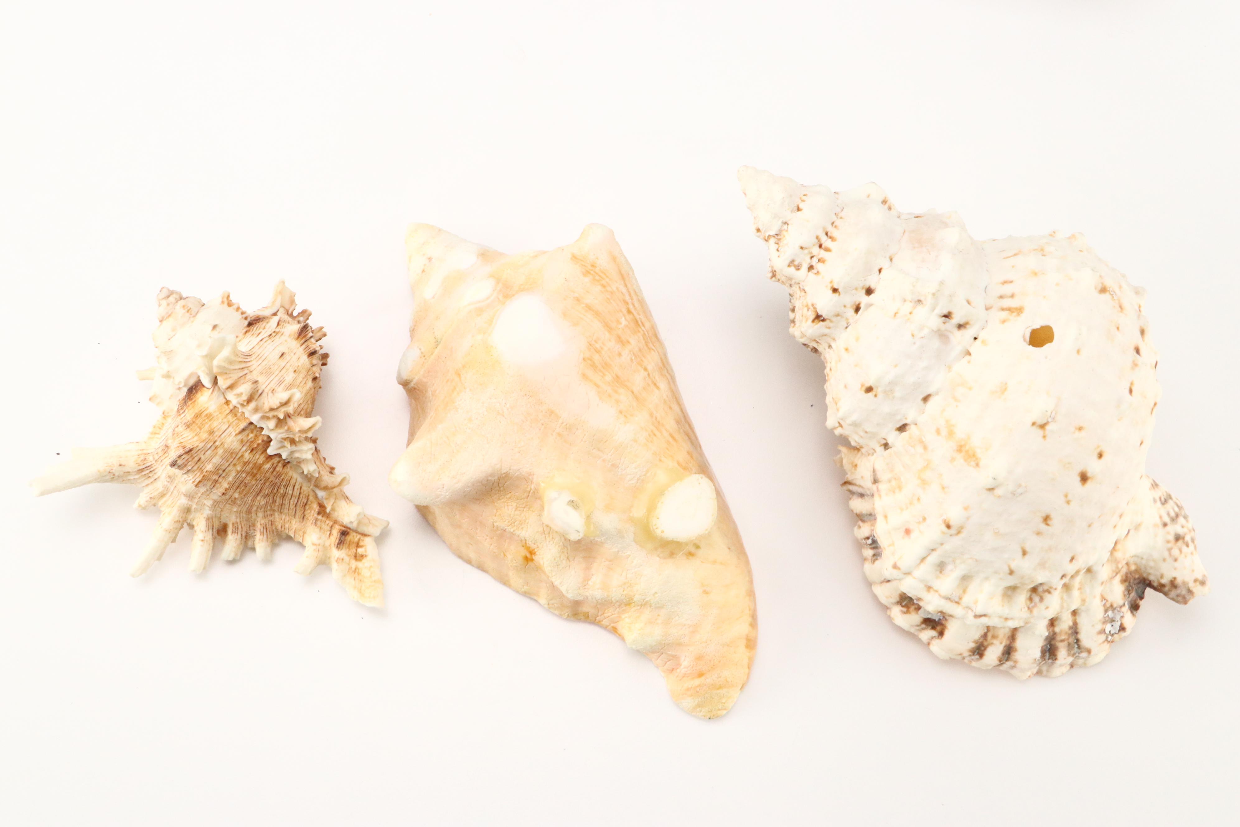 Queen Conch with Triton, Murex, and Other Seashells, LED Candles & More