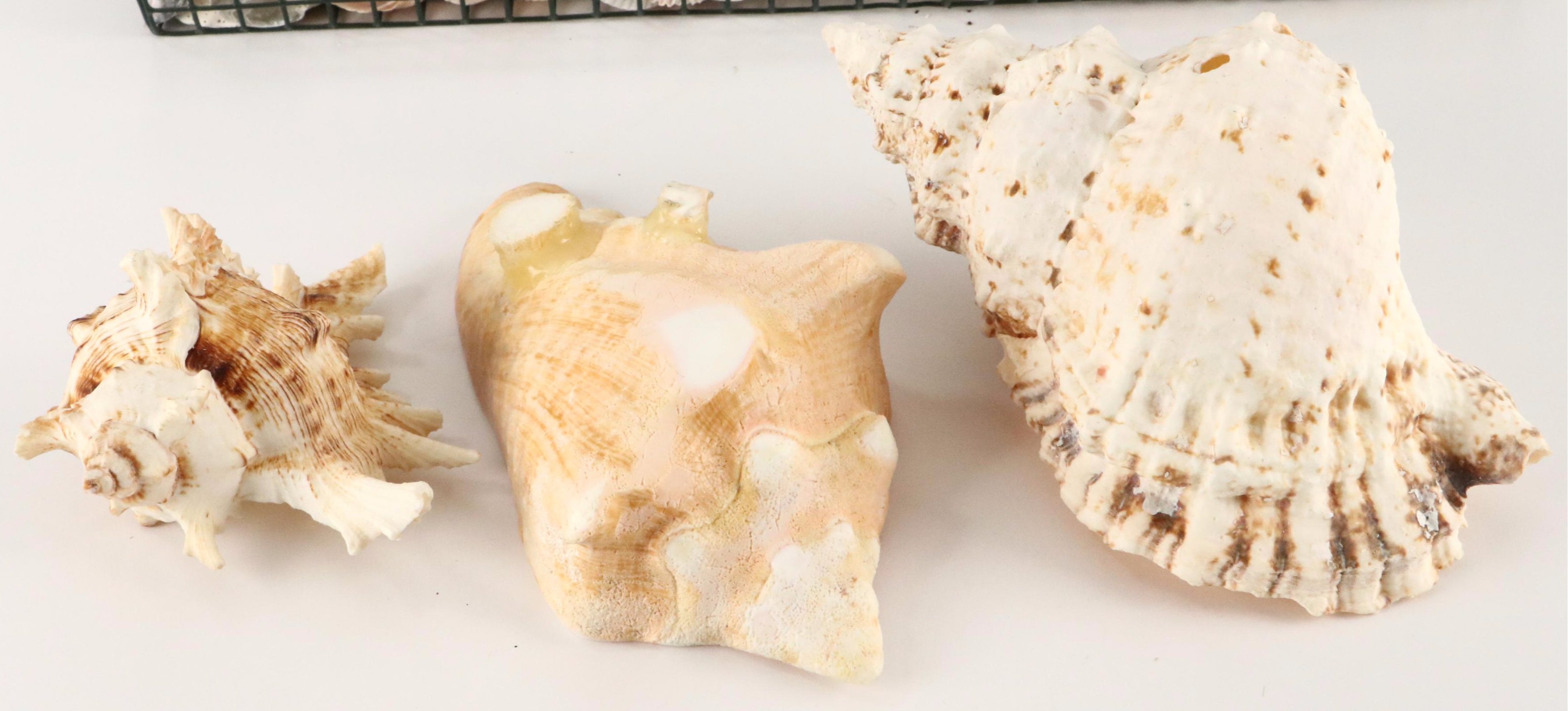 Queen Conch with Triton, Murex, and Other Seashells, LED Candles & More