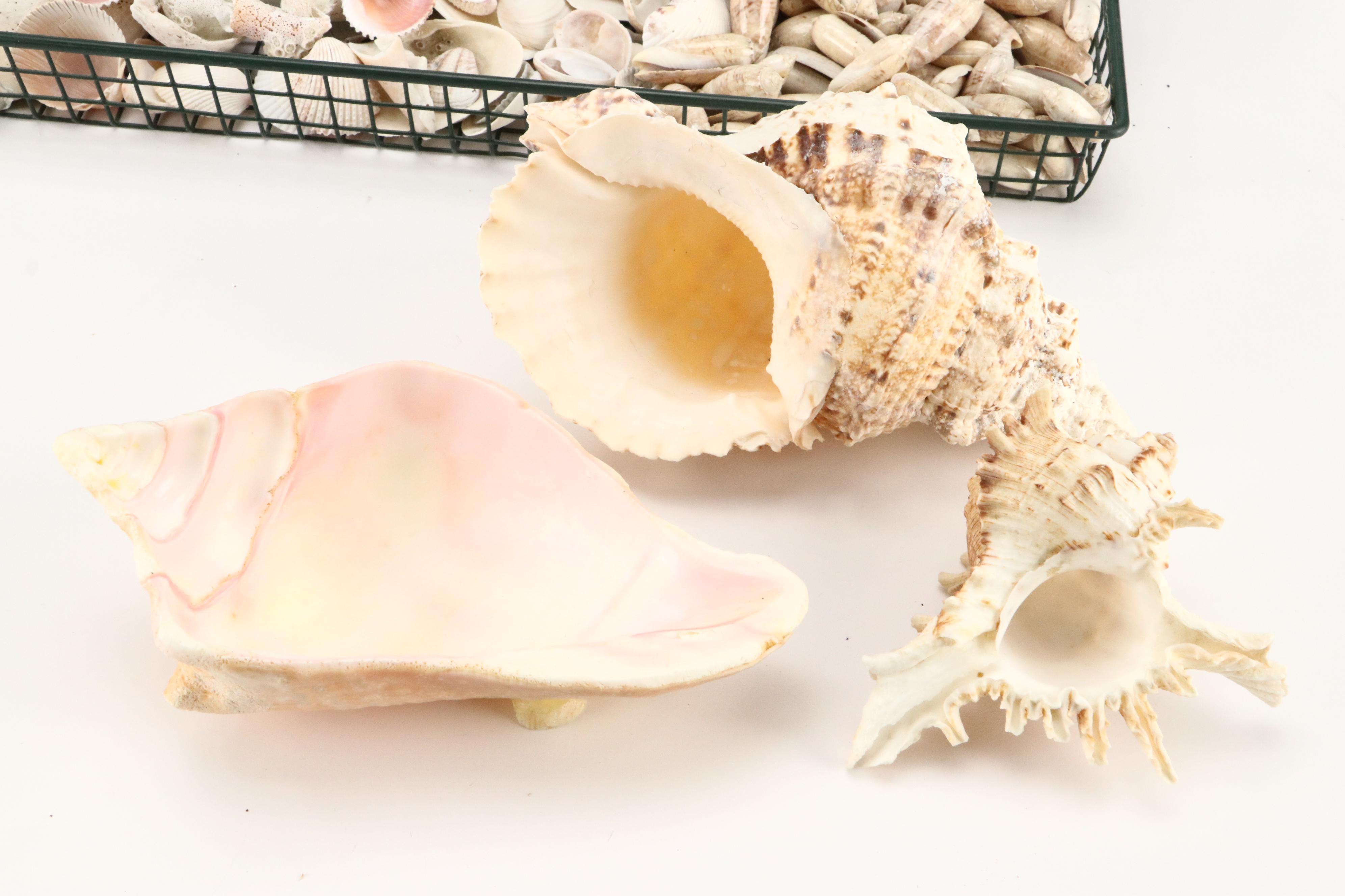 Queen Conch with Triton, Murex, and Other Seashells, LED Candles & More
