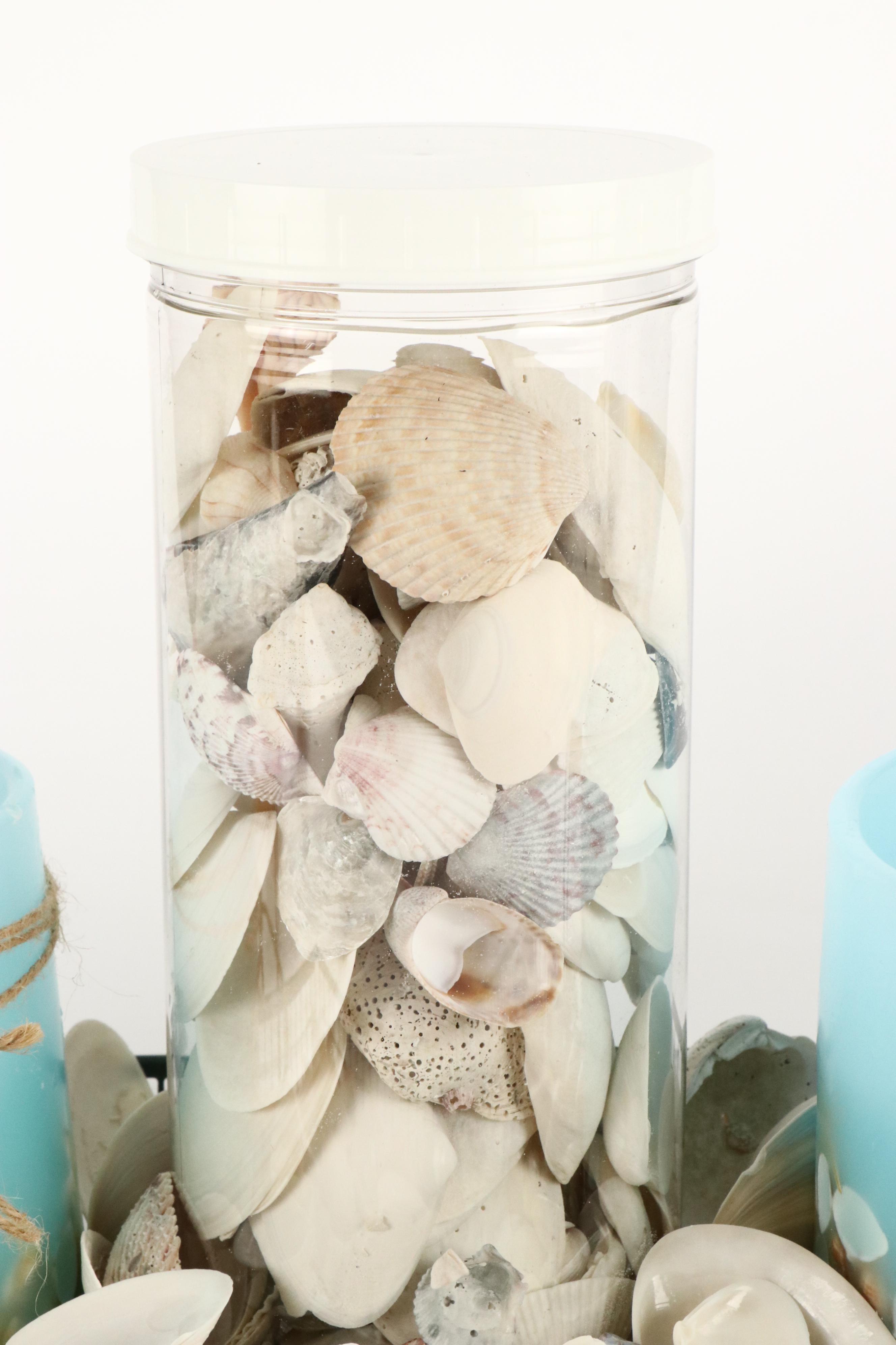 Queen Conch with Triton, Murex, and Other Seashells, LED Candles & More